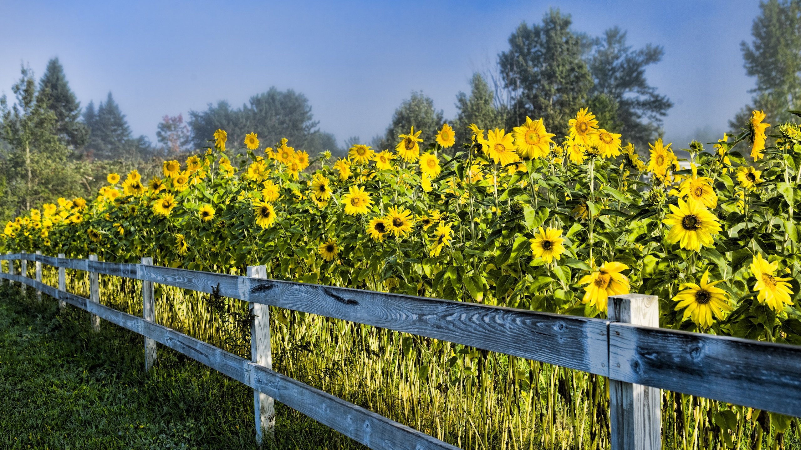 Обои небо, деревья, природа, забор, сша, подсолнухи, стоу вермонт, the sky, trees, nature, the fence, usa, sunflowers, stowe vermont разрешение 2880x1920 Загрузить