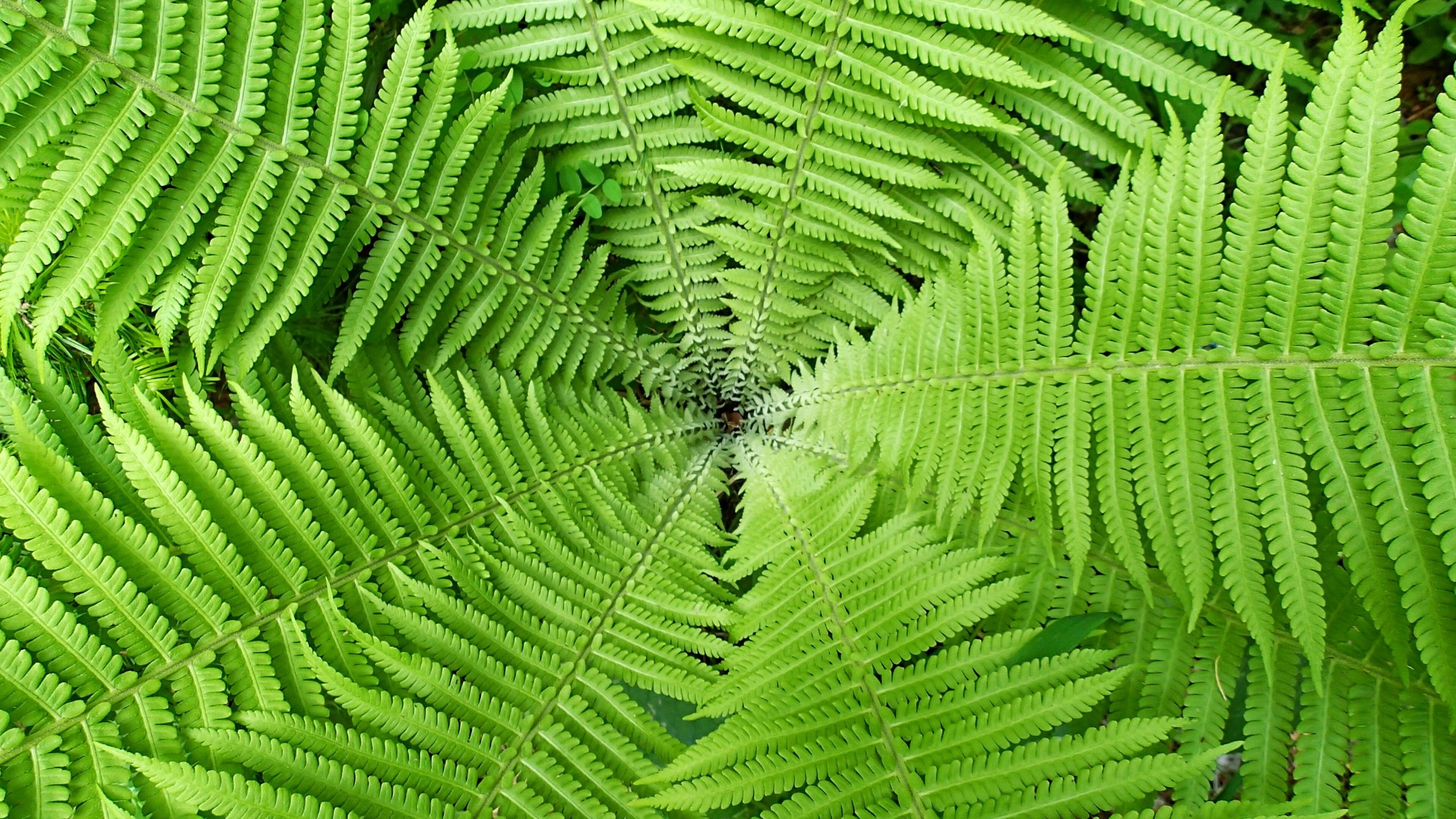 Обои природа, листья, макро, растение, папоротник, зеленое, nature, leaves, macro, plant, fern, green разрешение 3834x2559 Загрузить