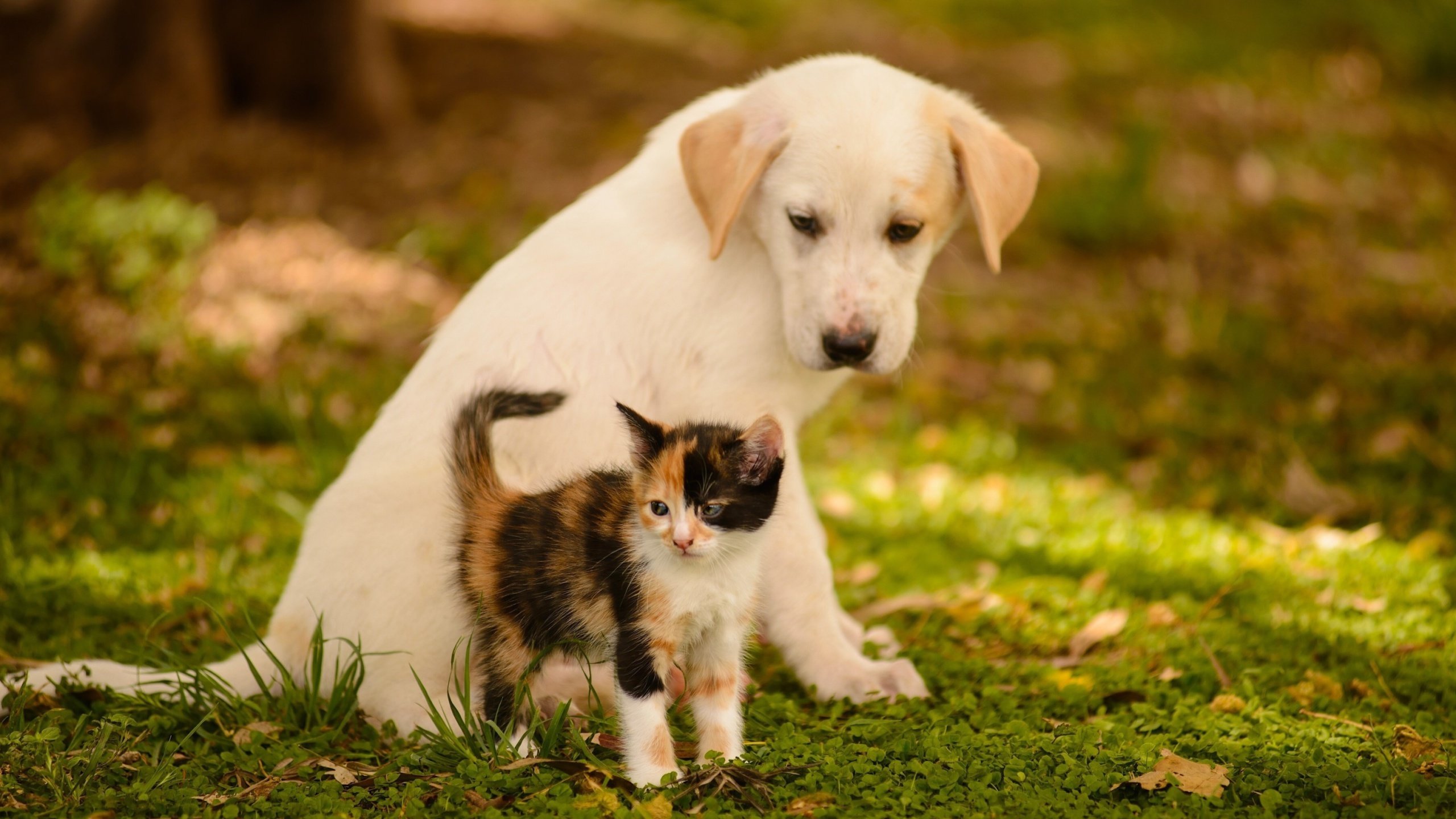 Обои животные, кошка, котенок, собака, щенок, друзья, боке, animals, cat, kitty, dog, puppy, friends, bokeh разрешение 2560x1600 Загрузить