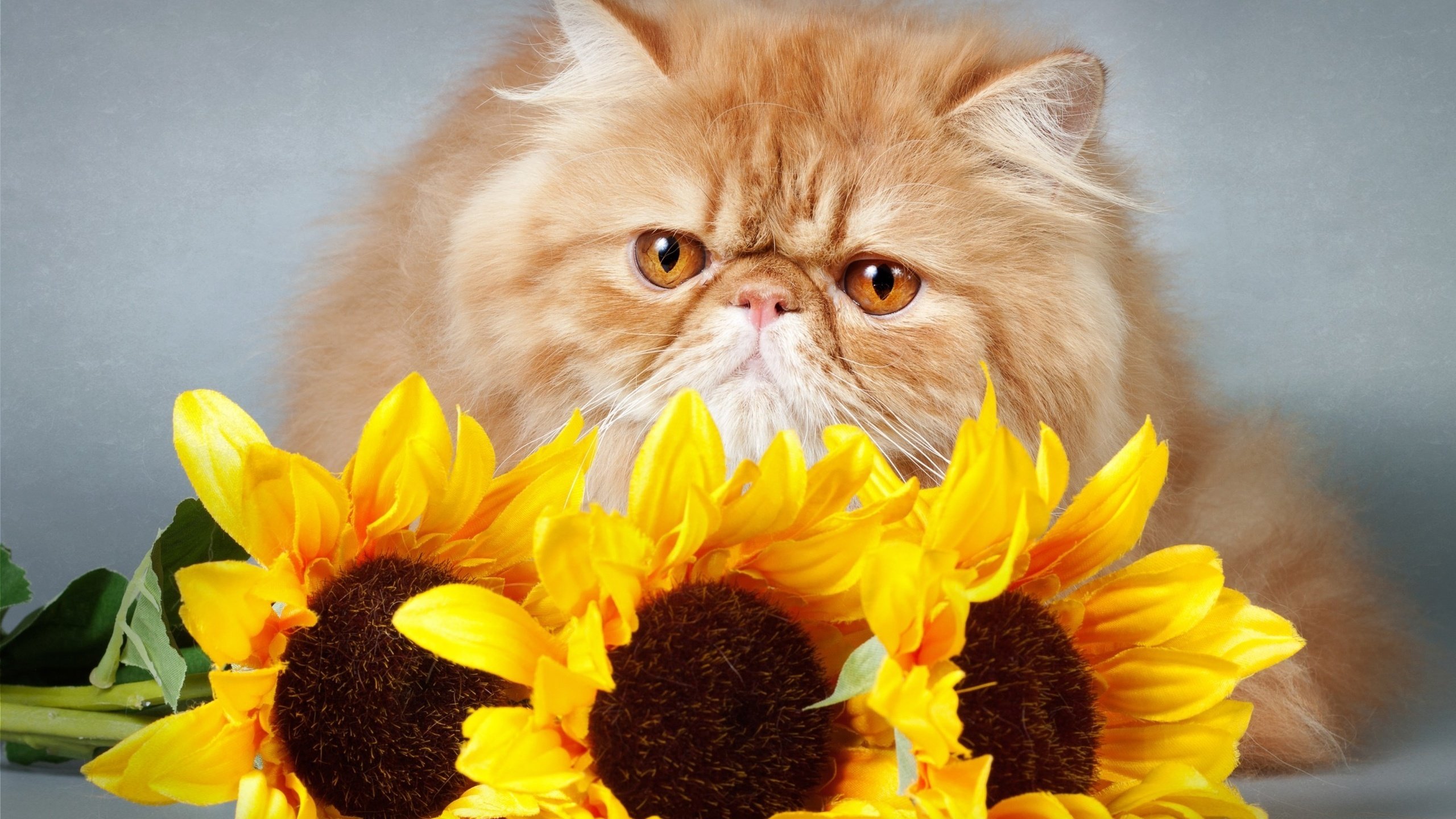 Обои цветы, кот, кошка, взгляд, подсолнухи, киса,  цветы, мнение, flowers, cat, look, sunflowers, kitty, opinion разрешение 2700x1781 Загрузить