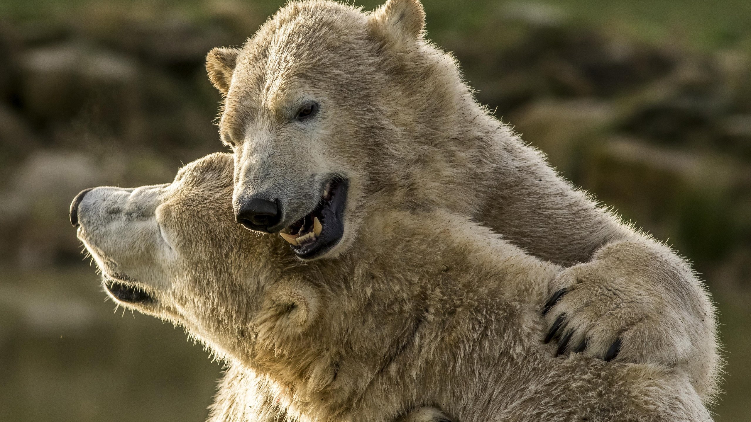 Обои медведи, белые медведи, полярные медведи, обнимашки, два медведя, bears, polar bears, hugs, two bears разрешение 4572x3525 Загрузить
