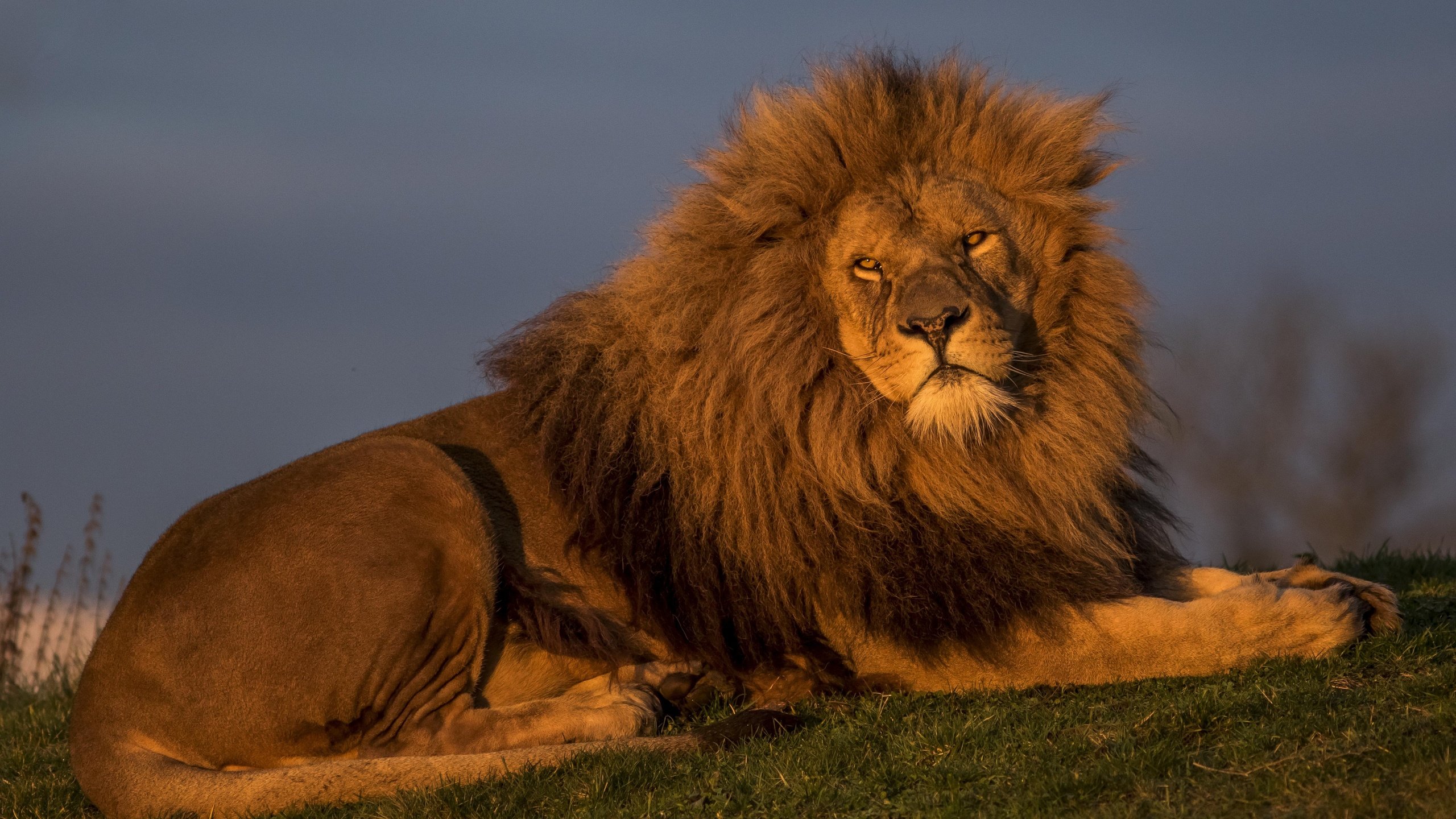 Обои лев, красавец, царь зверей, leo, handsome, the king of beasts разрешение 5154x3095 Загрузить