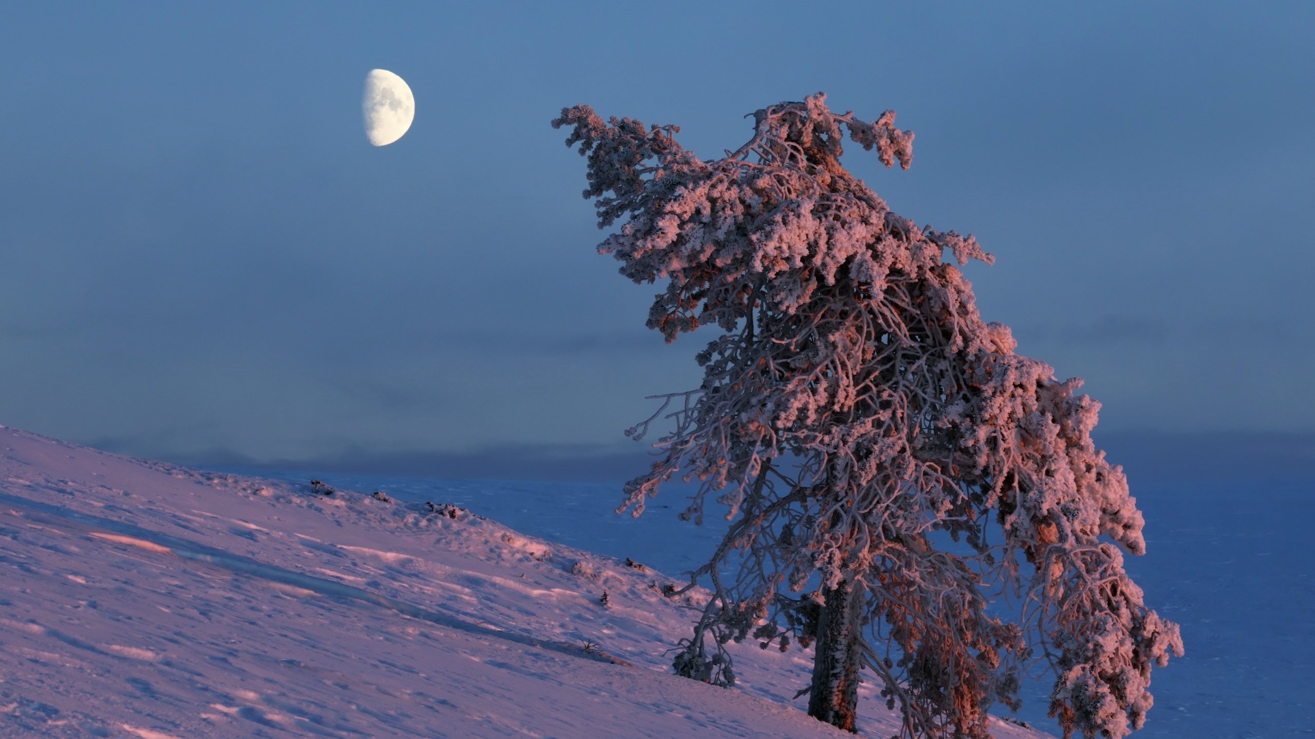 Обои небо, снег, дерево, зима, луна, the sky, snow, tree, winter, the moon разрешение 2560x1707 Загрузить