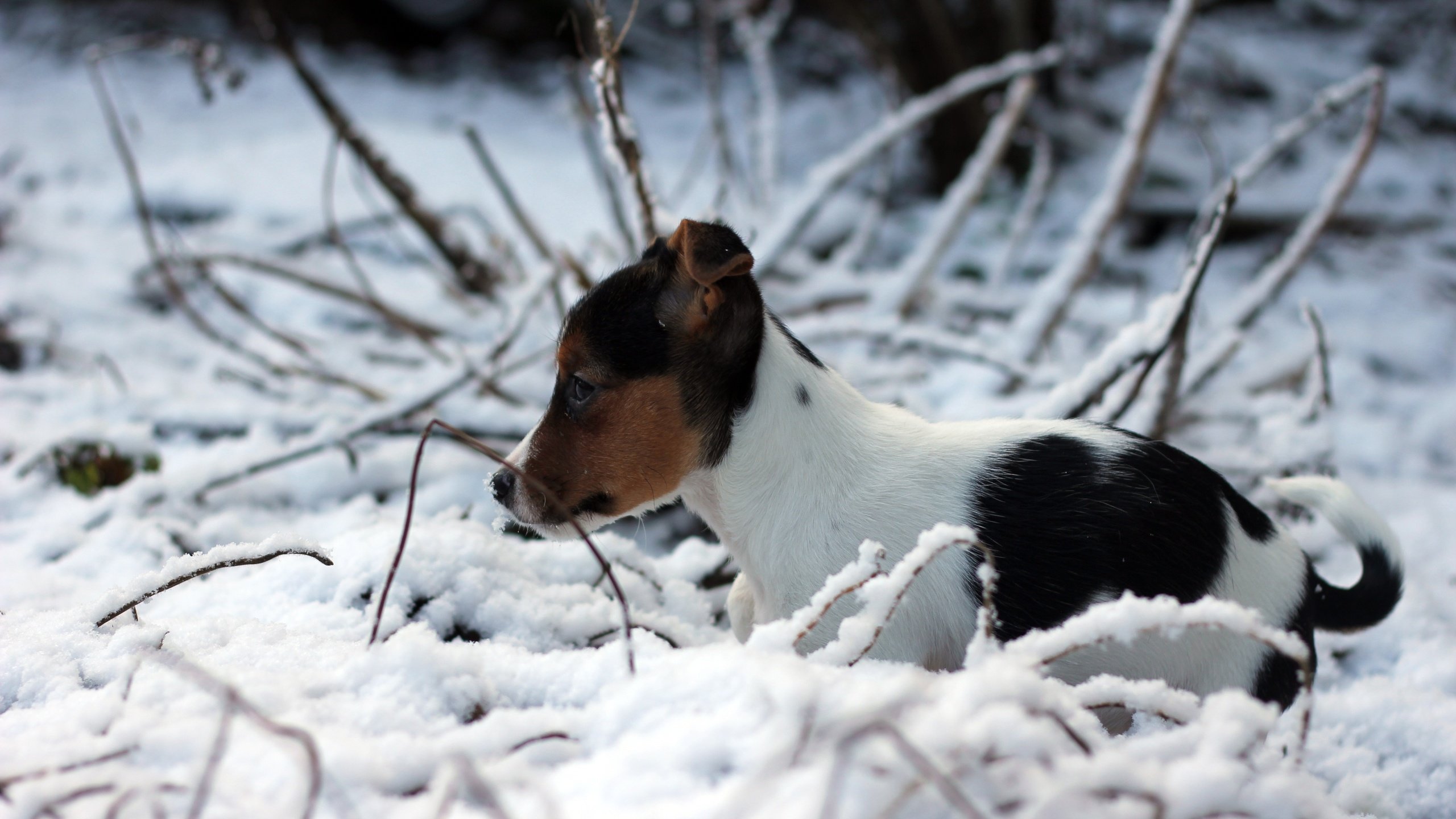 Обои снег, зима, собака, щенок, джек-рассел-терьер, snow, winter, dog, puppy, jack russell terrier разрешение 5184x3456 Загрузить