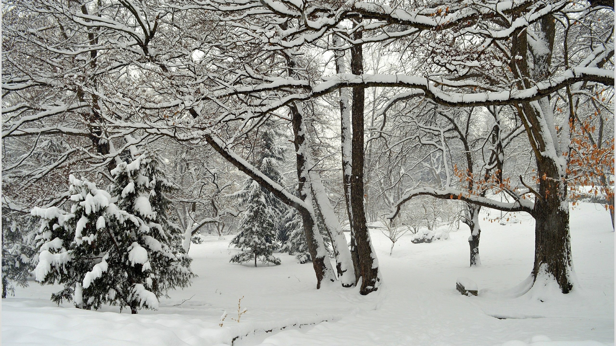 Обои деревья, снег, зима, парк, мороз, деревь, изморозь, wintet, trees, snow, winter, park, frost разрешение 3016x1907 Загрузить