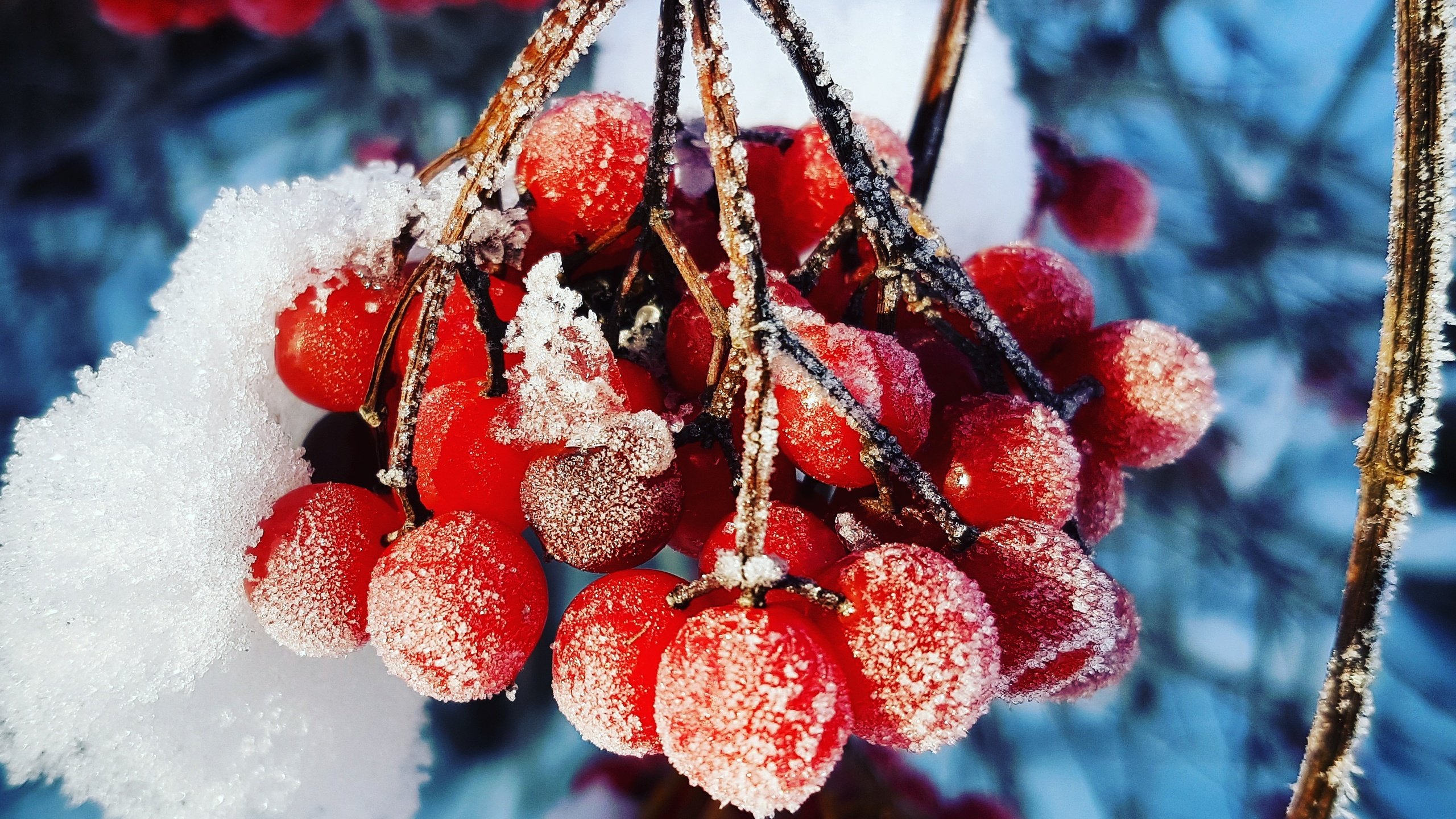 Обои ветка, снег, зима, макро, иней, холод, ягоды, калина, branch, snow, winter, macro, frost, cold, berries, kalina разрешение 3024x3024 Загрузить