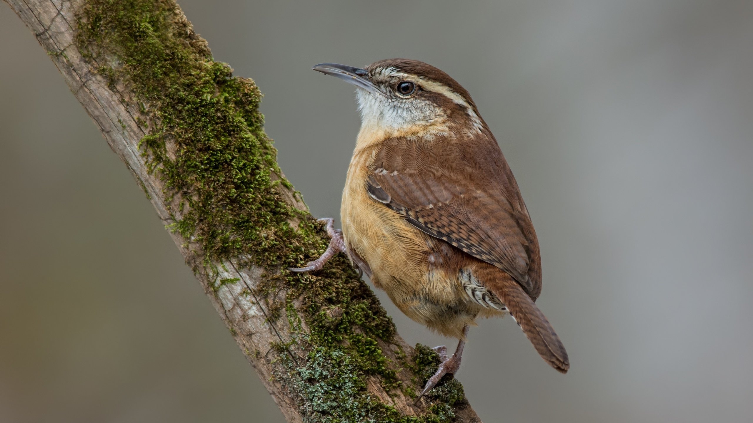 Обои птицы, крапивник, подкоренник, birds, wren, podkolonnik разрешение 3281x2187 Загрузить