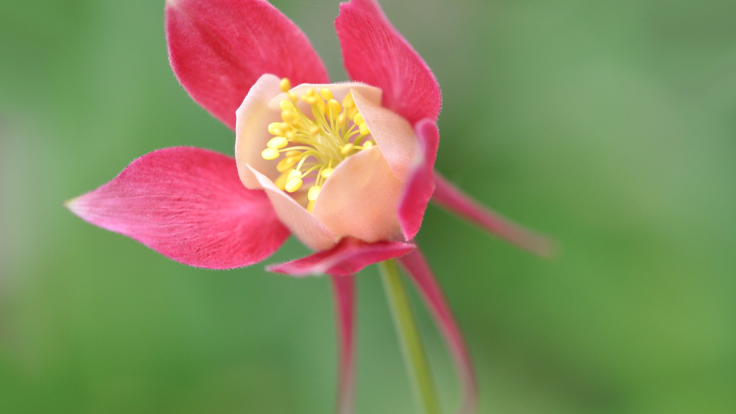 Обои цветок, лепестки, водосбор, аквилегия, туфелька эльфа, flower, petals, the catchment, aquilegia разрешение 4288x2848 Загрузить