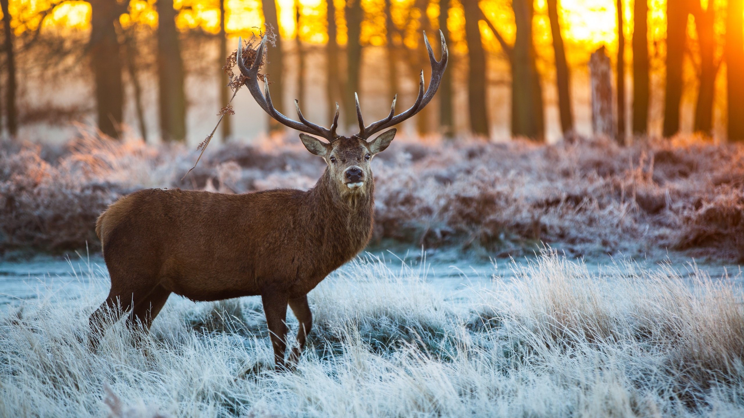 Обои снег, лес, олень, лёд, рога, сохатый, snow, forest, deer, ice, horns, elk разрешение 5616x3744 Загрузить