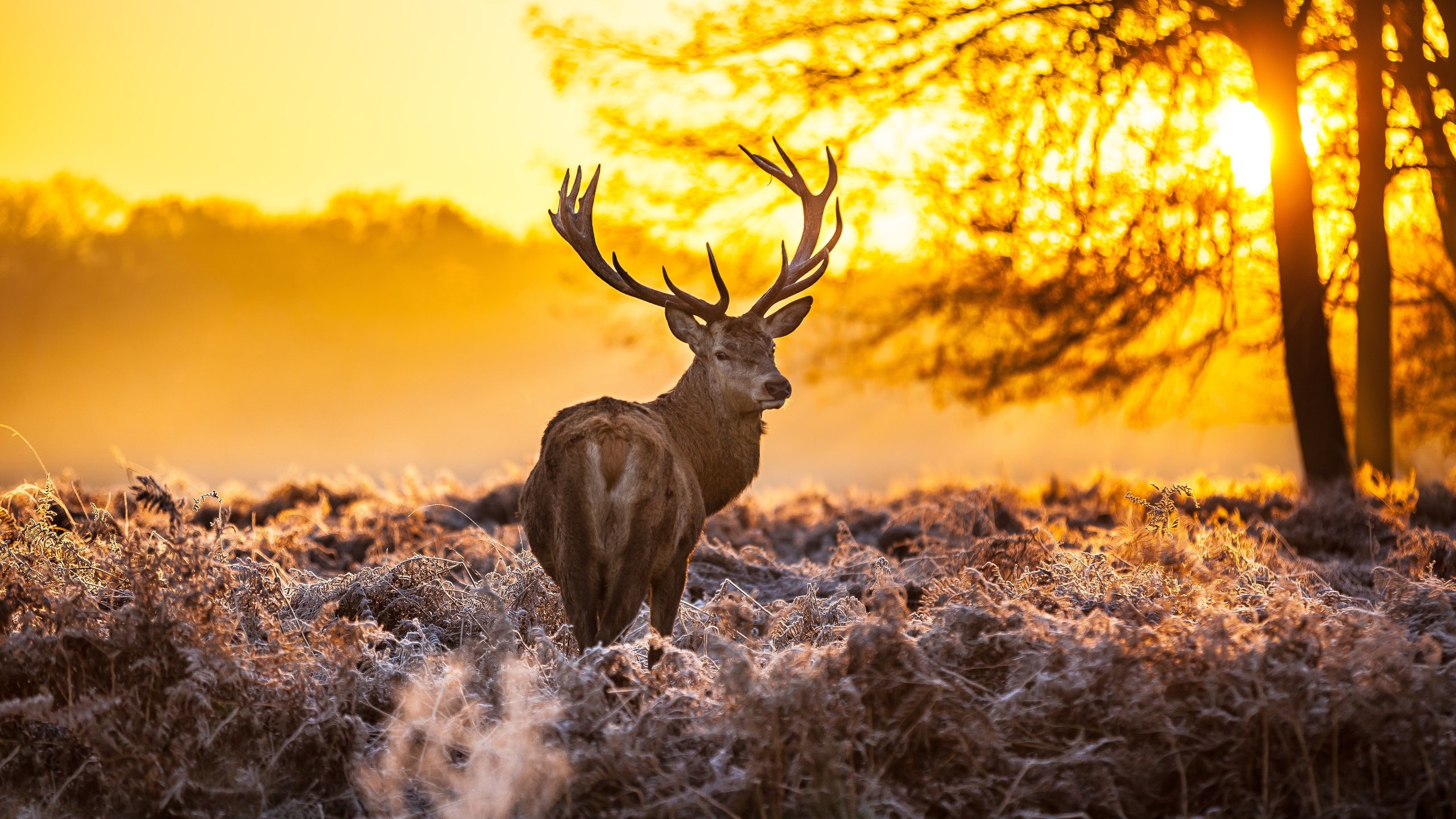 Обои лес, олень, закат, оленей, forest, deer, sunset разрешение 5416x3610 Загрузить