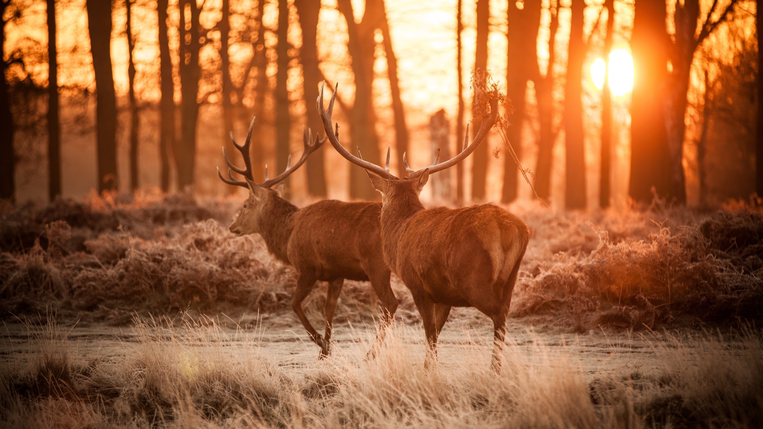 Обои лес, рога, олени, dusk, forest, horns, deer разрешение 5616x3744 Загрузить