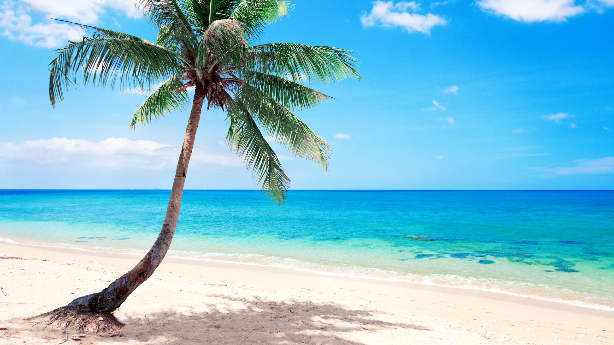 Обои море, пляж, пальма, отдых, тропики, sea, beach, palma, stay, tropics разрешение 5000x2813 Загрузить