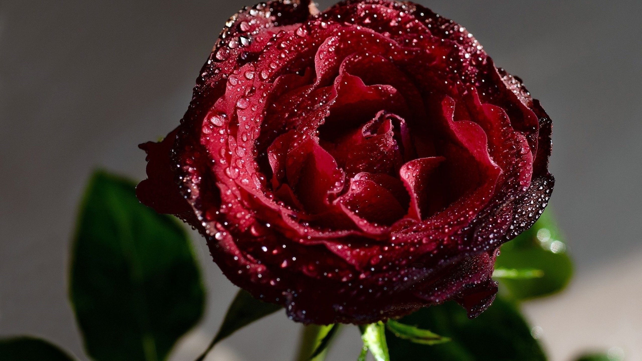 Обои роса, капли, роза, красная, rosa, drops, rose, red разрешение 2560x1600 Загрузить