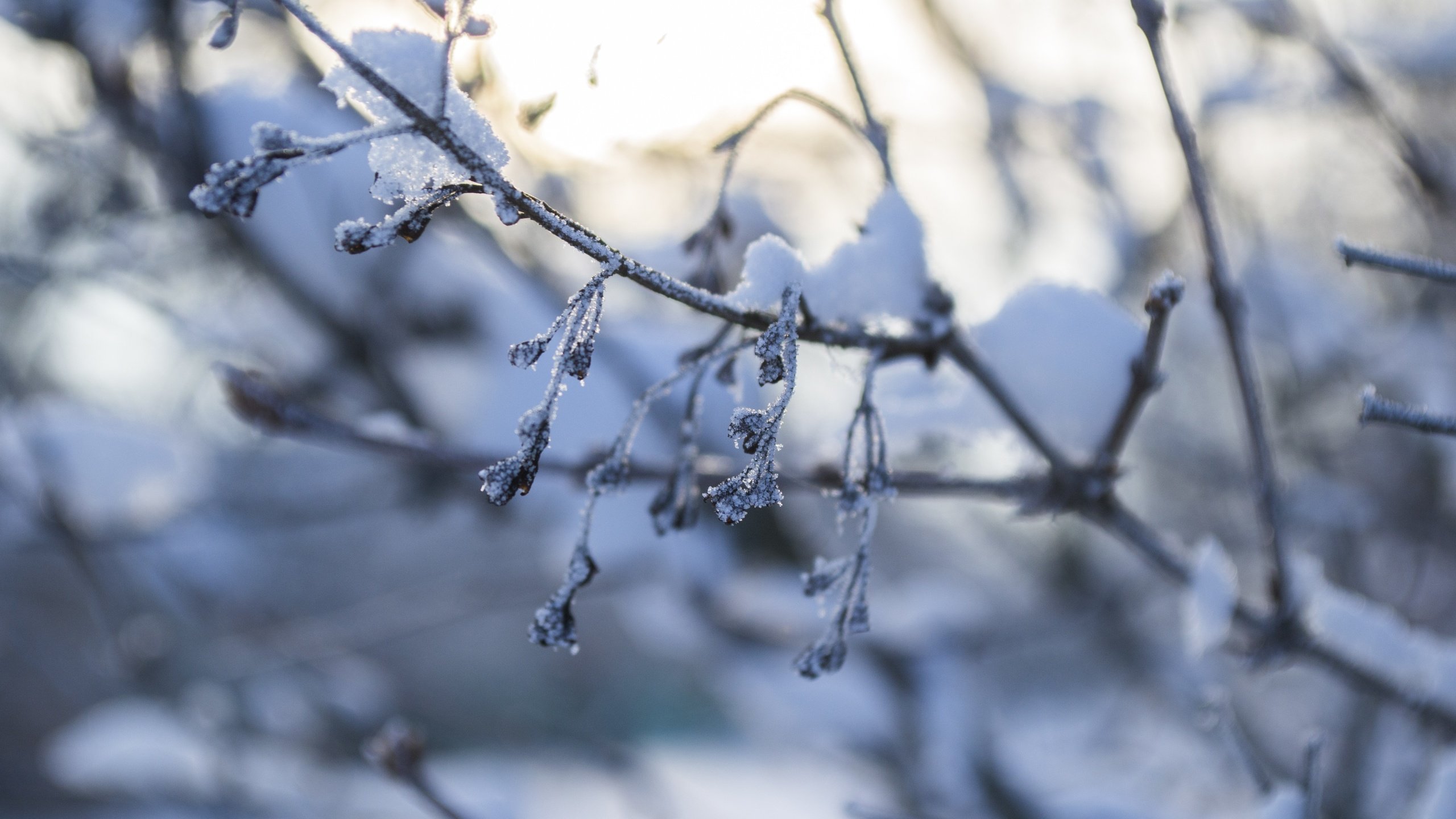 Обои снег, природа, зима, макро, ветки, мороз, snow, nature, winter, macro, branches, frost разрешение 4608x3072 Загрузить