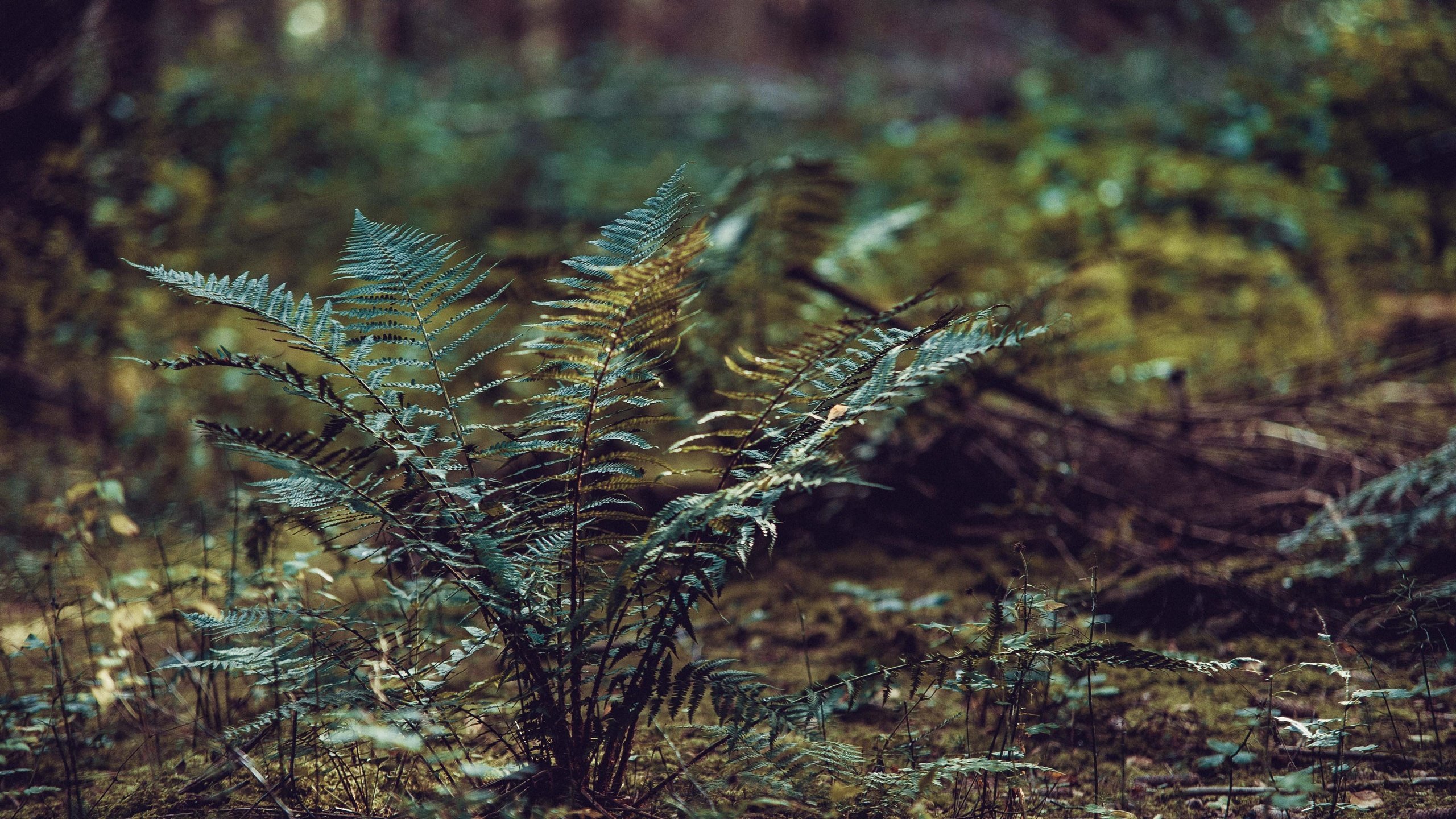 Обои трава, природа, растения, папоротник, grass, nature, plants, fern разрешение 4256x2832 Загрузить