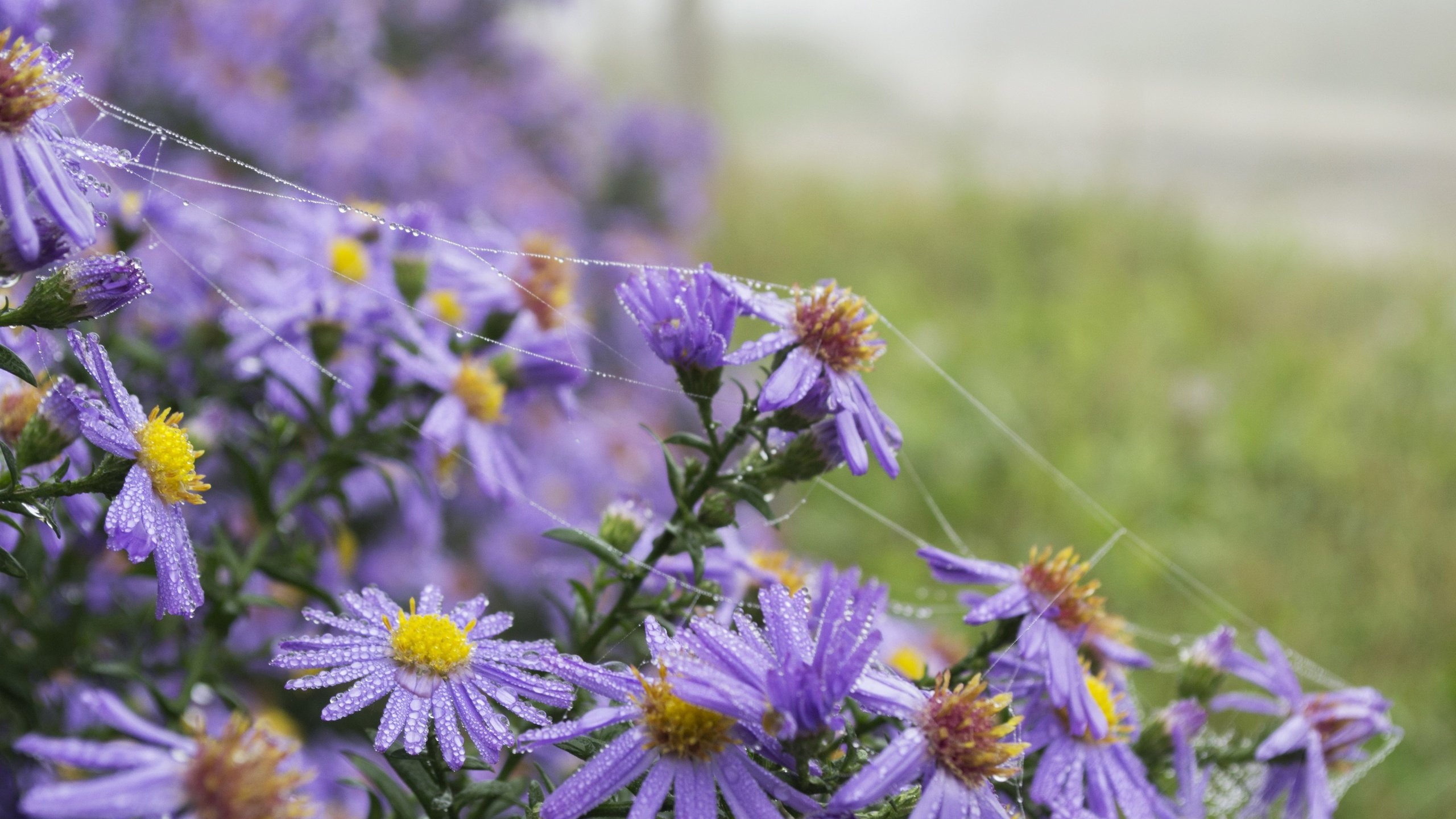 Обои цветы, лето, ромашки, фиолетовые, flowers, summer, chamomile, purple разрешение 4608x3072 Загрузить