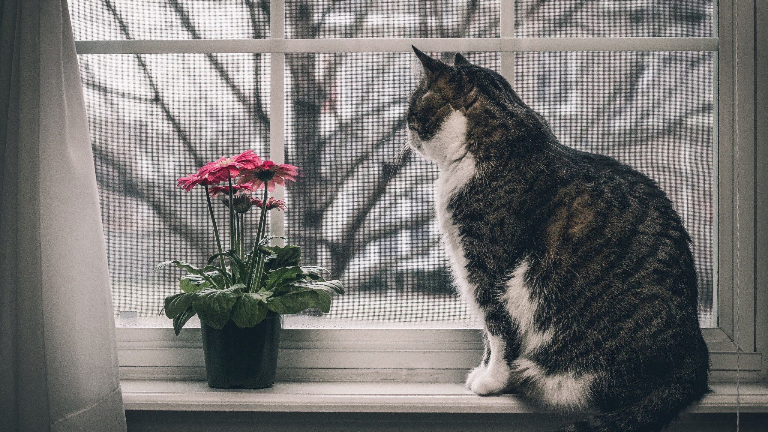 Обои цветы, животные, кот, кошка, окно, подоконник, flowers, animals, cat, window, sill разрешение 2560x1707 Загрузить