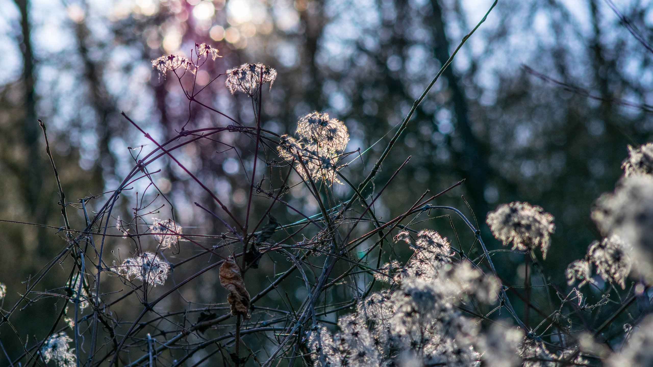 Обои природа, растения, лес, зима, боке, nature, plants, forest, winter, bokeh разрешение 6000x4000 Загрузить