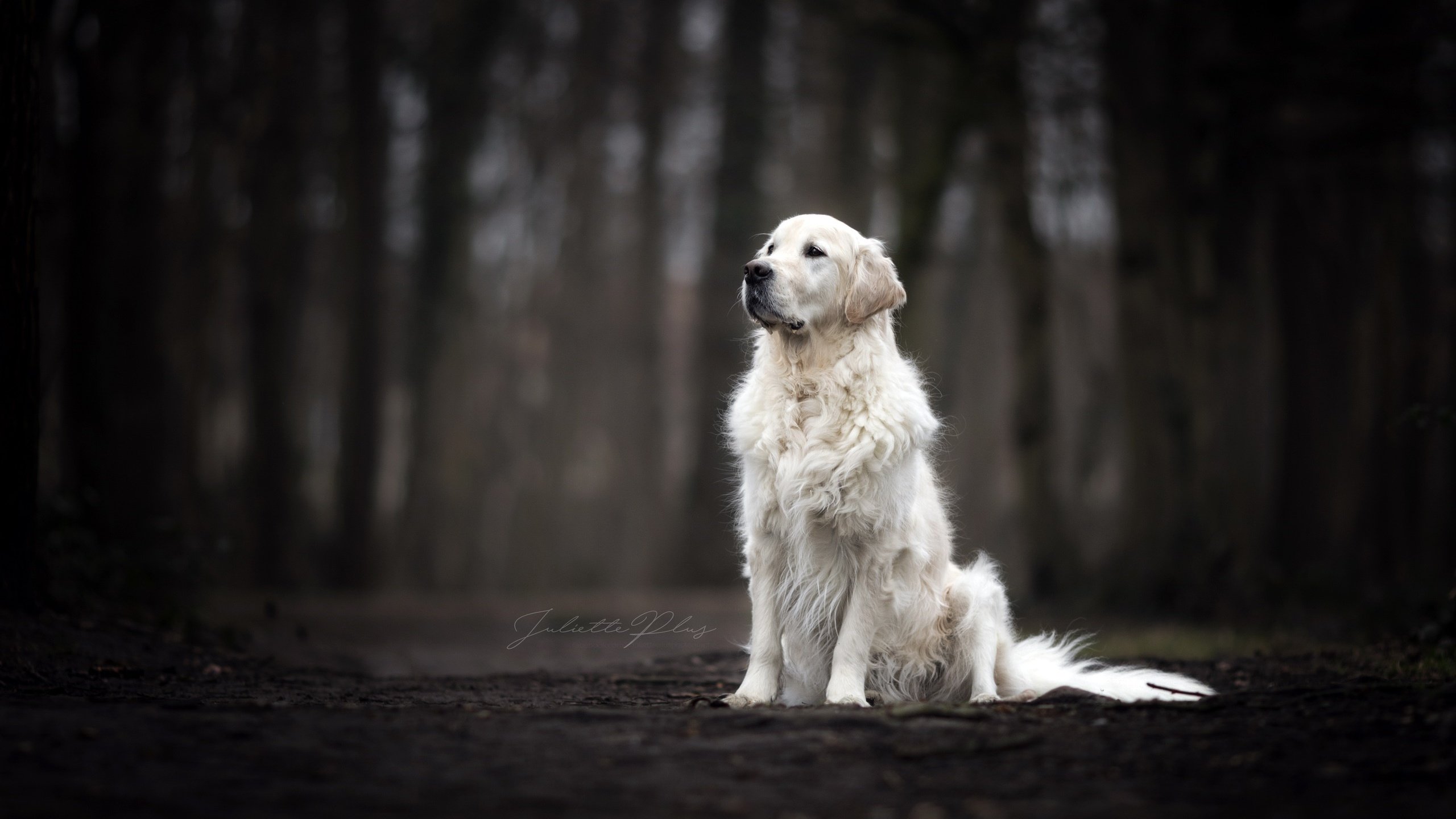 Обои взгляд, собака, темный фон, друг, золотистый ретривер, look, dog, the dark background, each, golden retriever разрешение 2560x1707 Загрузить