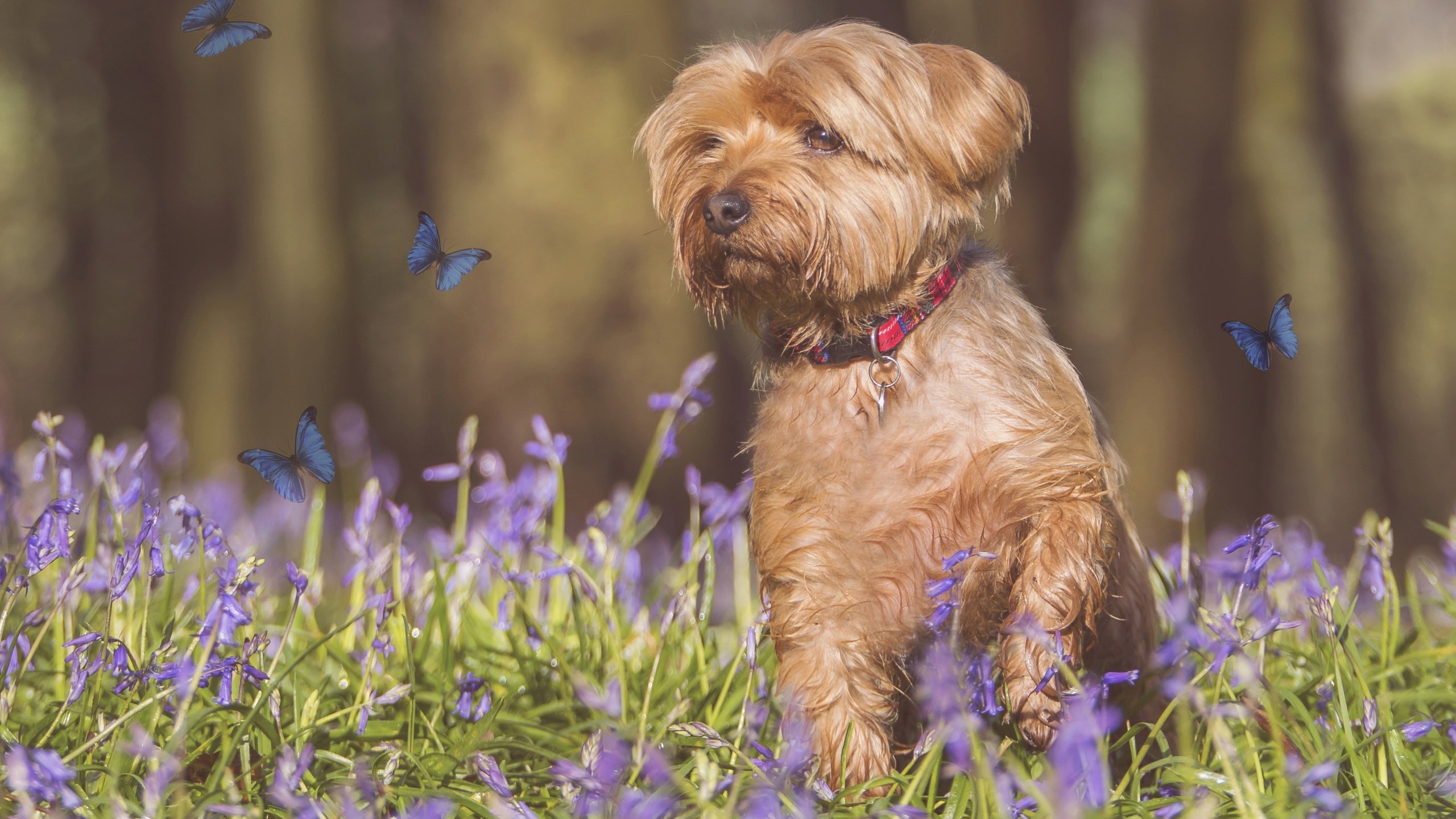 Обои цветы, собака, бабочки, фотошоп, flowers, dog, butterfly, photoshop разрешение 3200x2420 Загрузить