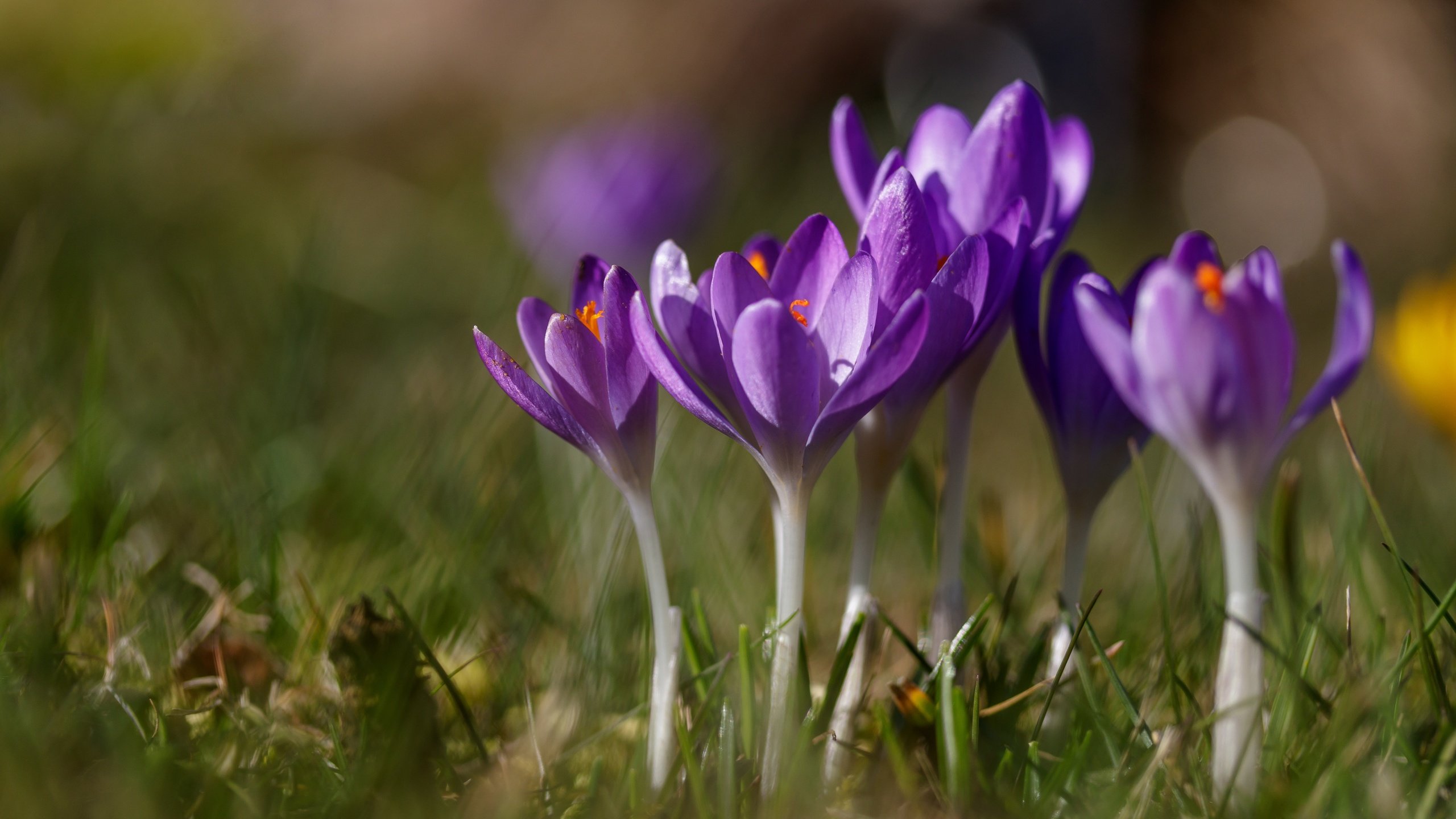 Обои цветы, трава, весна, крокусы, шафран, flowers, grass, spring, crocuses, saffron разрешение 6000x3798 Загрузить