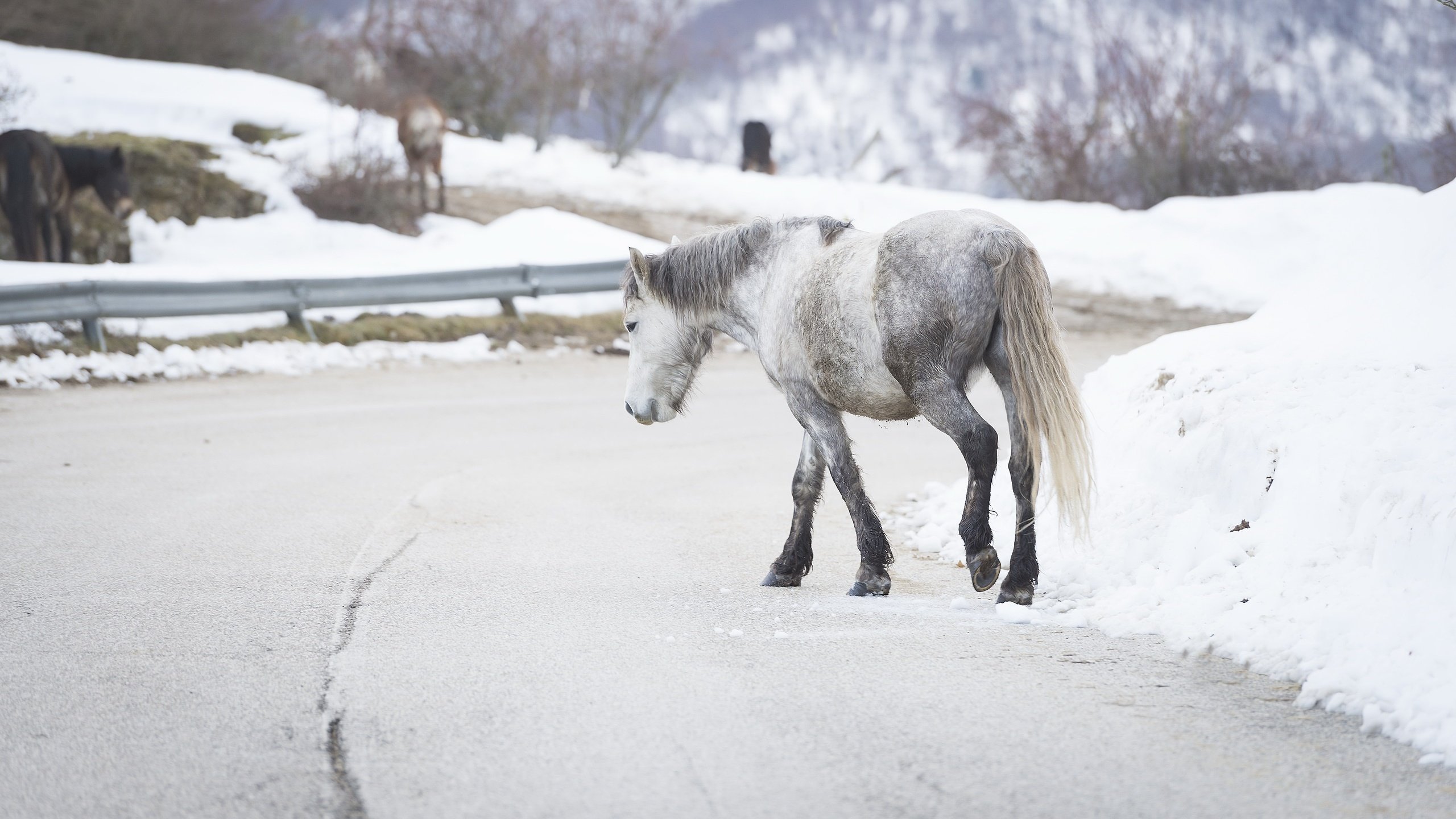 Обои дорога, лошадь, снег, зима, фон, лошади, конь, road, horse, snow, winter, background разрешение 2560x1446 Загрузить