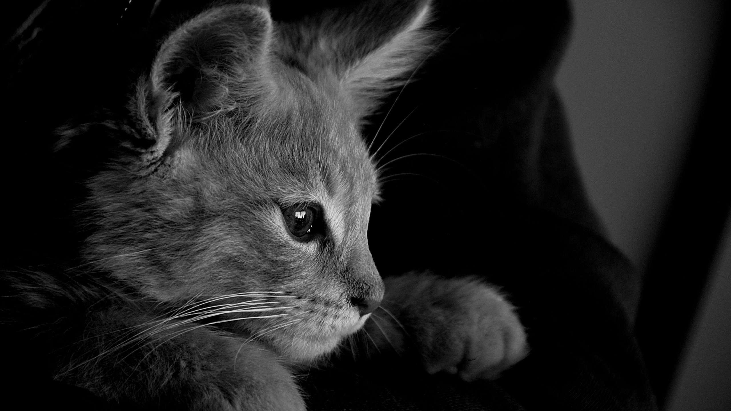 Обои кот, кошка, чёрно-белое, серый, монохромный, cat, black and white, grey, monochrome разрешение 6000x4000 Загрузить