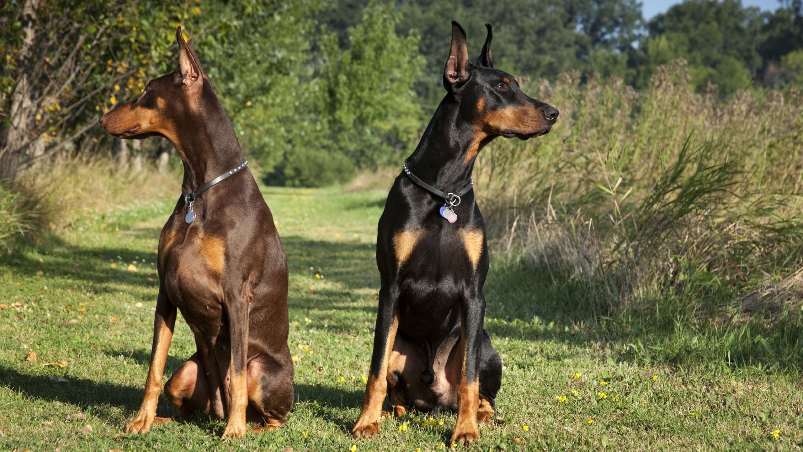 Обои черный, пара, собаки, коричневый, доберманы, tampa-family-lawyer, black, pair, dogs, brown, dobermans разрешение 2714x1809 Загрузить