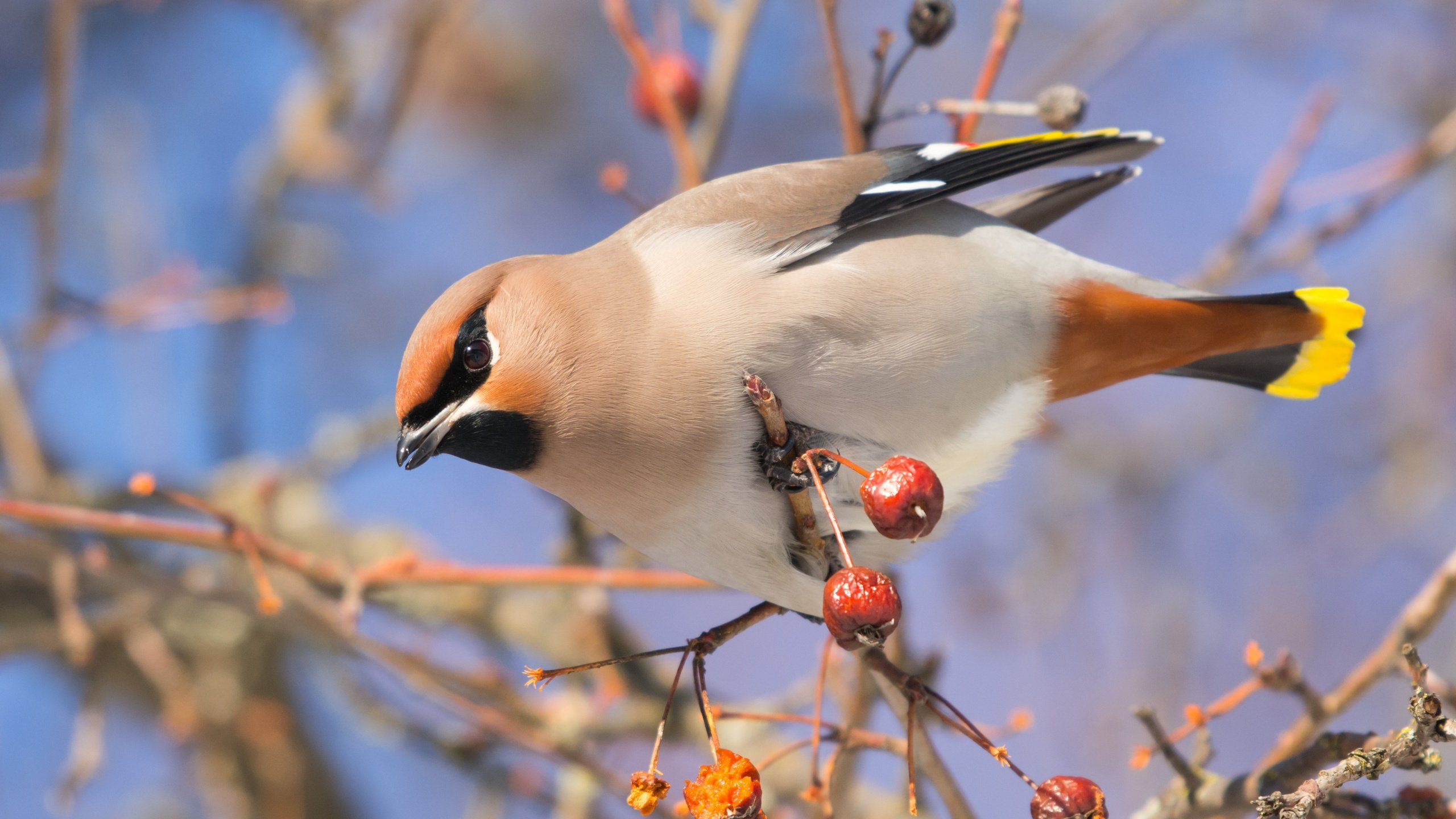 Обои ветка, птица, калина, свиристель, branch, bird, kalina, the waxwing разрешение 4978x3319 Загрузить