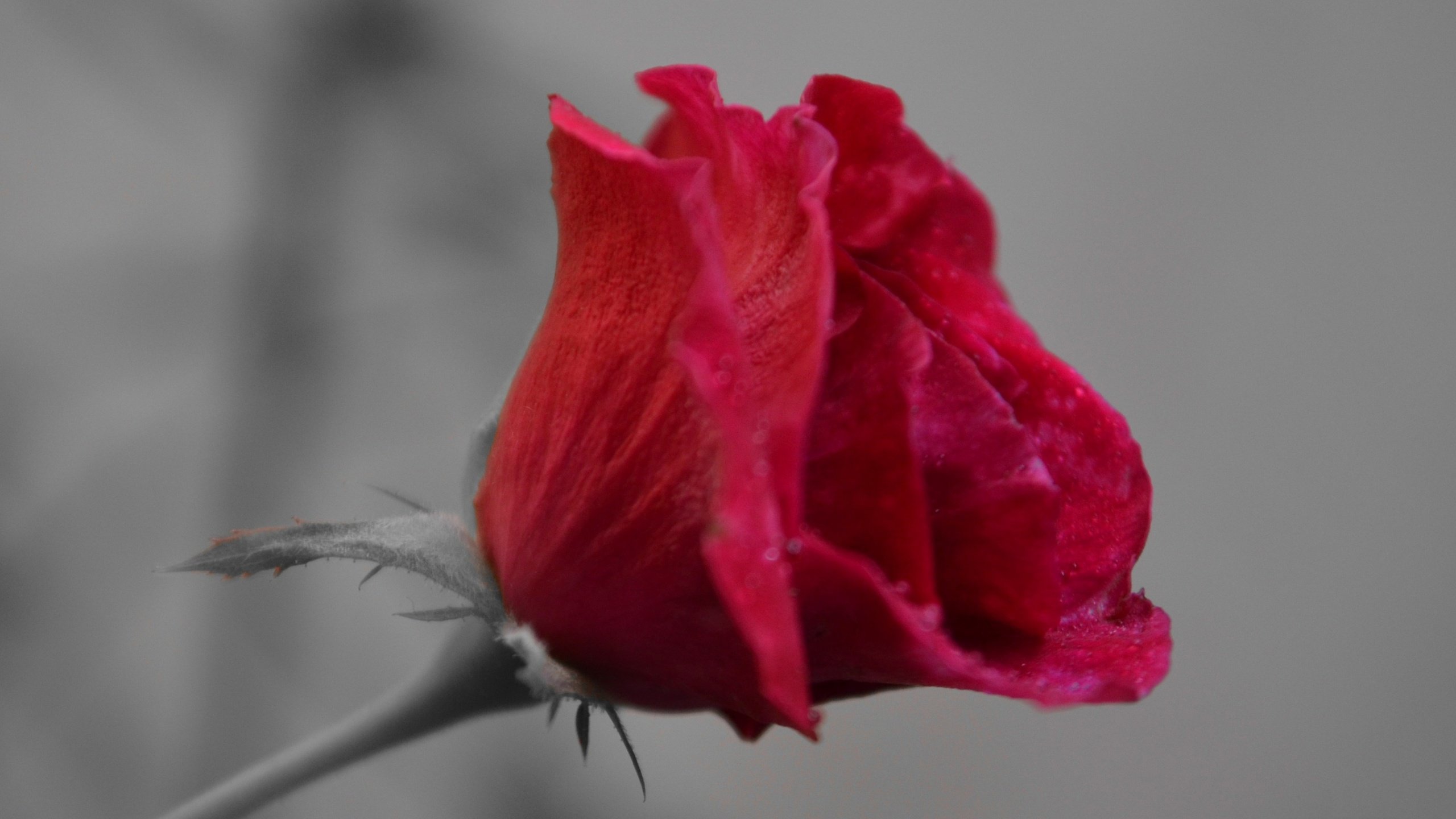 Обои макро, цветок, роза, лепестки, бутон, macro, flower, rose, petals, bud разрешение 2867x1600 Загрузить