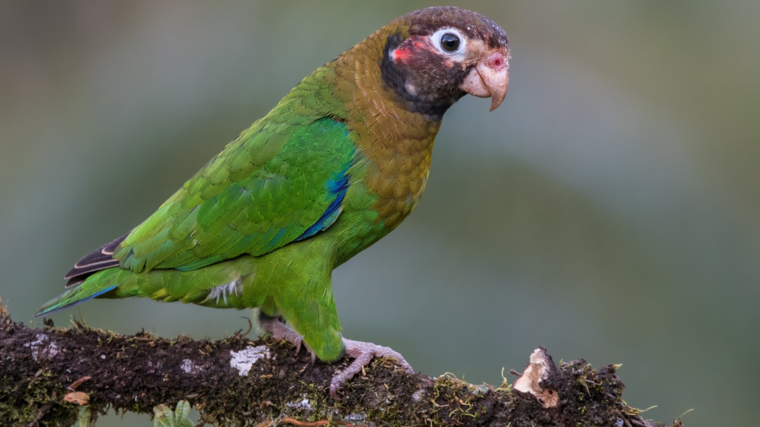 Обои птицы, попугай, коричнево-капюшонный попугай, birds, parrot, brown-kapushany parrot разрешение 4763x3340 Загрузить