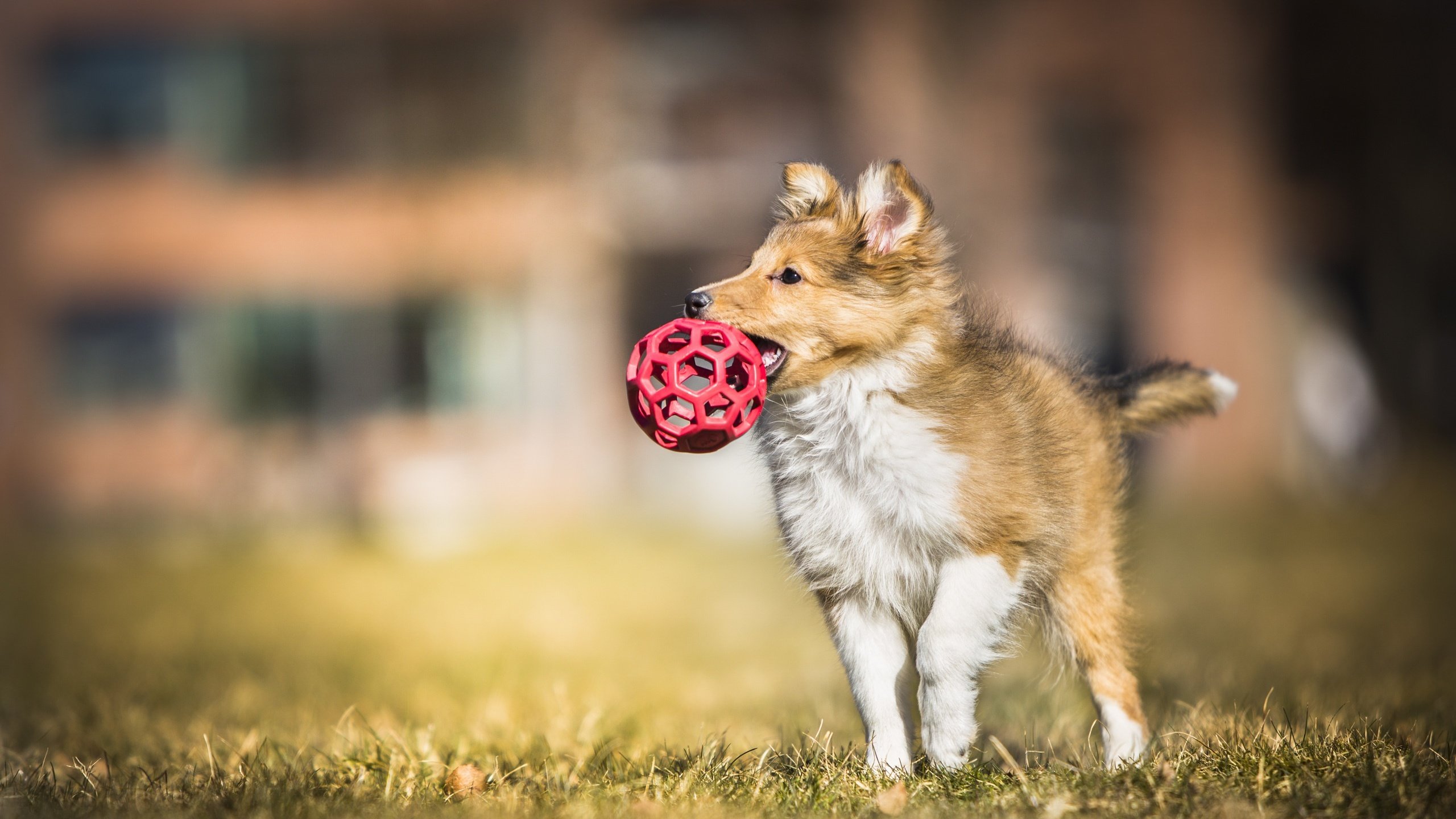 Обои собака, щенок, игра, мяч, колли, dog, puppy, the game, the ball, collie разрешение 2560x1523 Загрузить