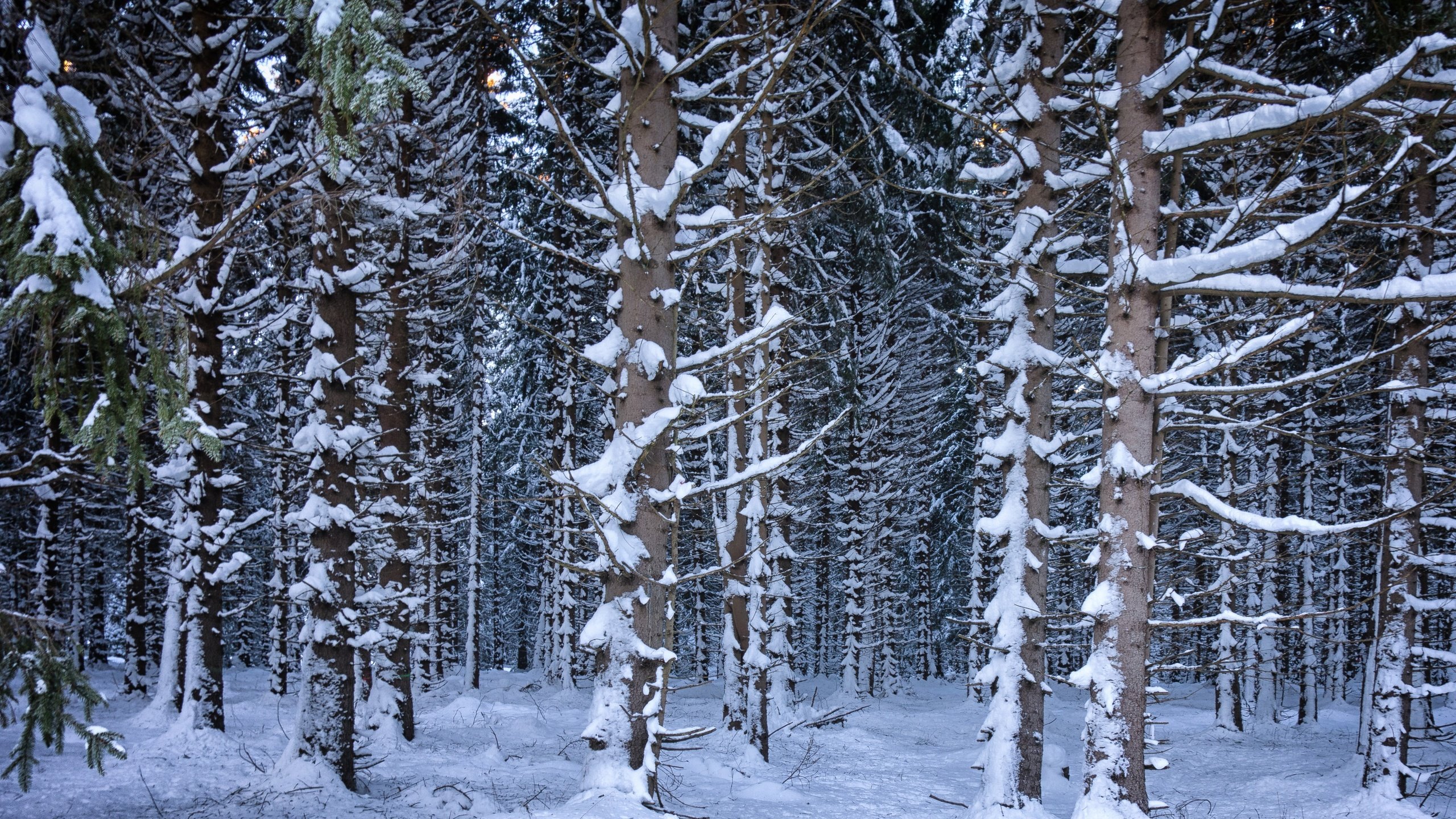 Обои деревья, снег, лес, зима, trees, snow, forest, winter разрешение 4686x3191 Загрузить