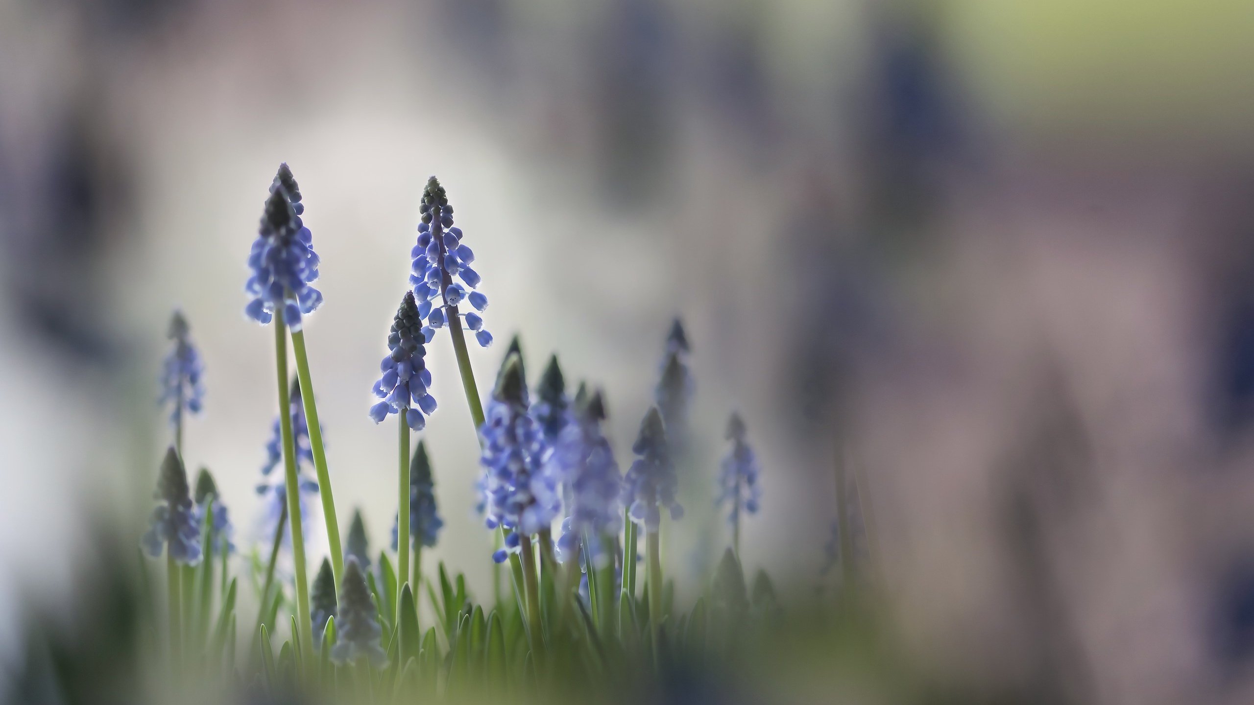 Обои свет, цветы, природа, фон, весна, мускари, karin verbrugge, light, flowers, nature, background, spring, muscari разрешение 2560x1560 Загрузить