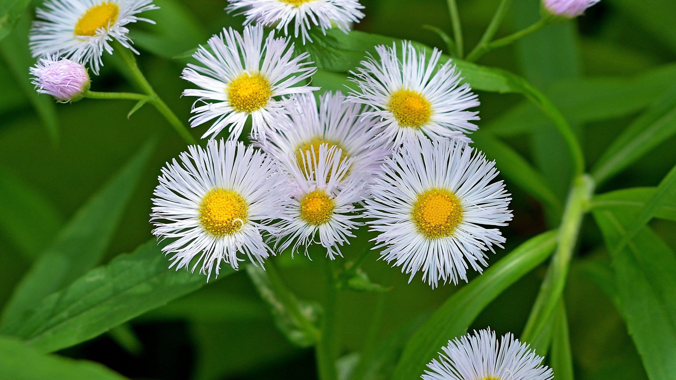 Обои цветы, лето, белые, маргаритки, flowers, summer, white, daisy разрешение 2838x2550 Загрузить