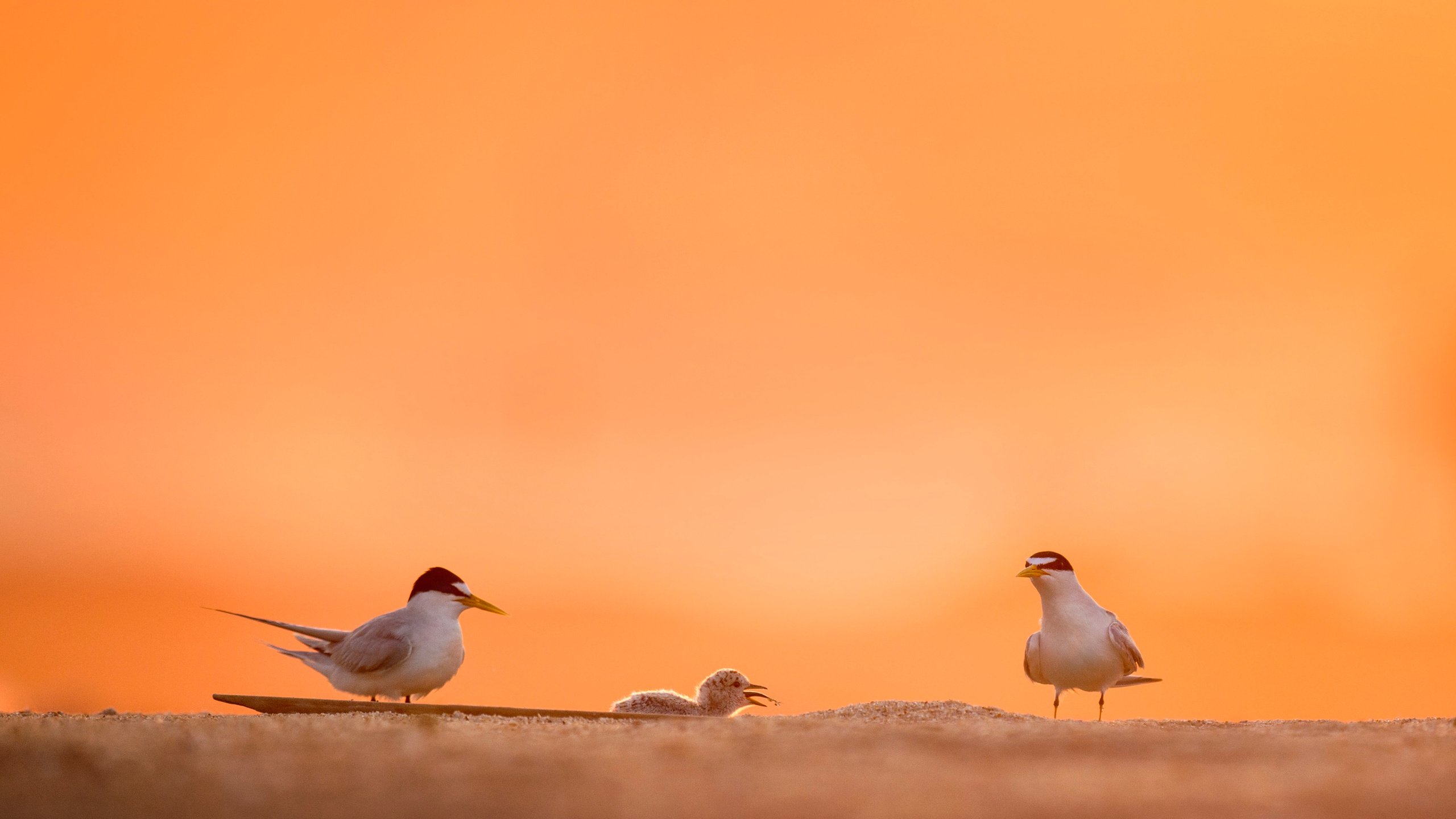 Обои небо, природа, животные, песок, размытость, птицы, крачка, ray hennessy, the sky, nature, animals, sand, blur, birds, tern разрешение 3451x2297 Загрузить