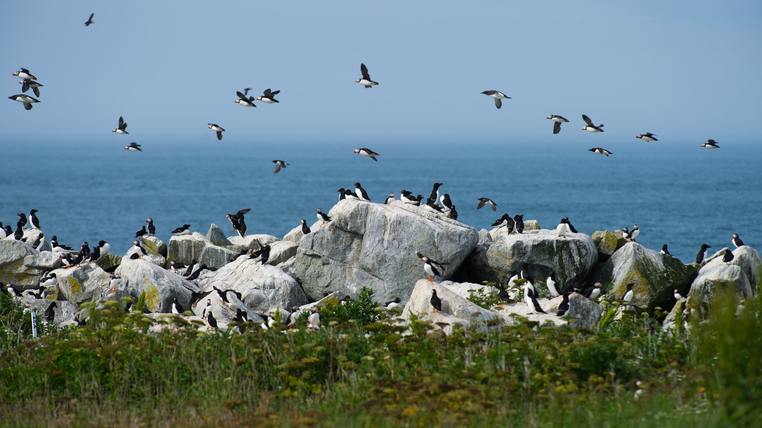 Обои небо, камни, море, птицы, ray hennessy, гагарка, the sky, stones, sea, birds, razorbill разрешение 4029x2681 Загрузить