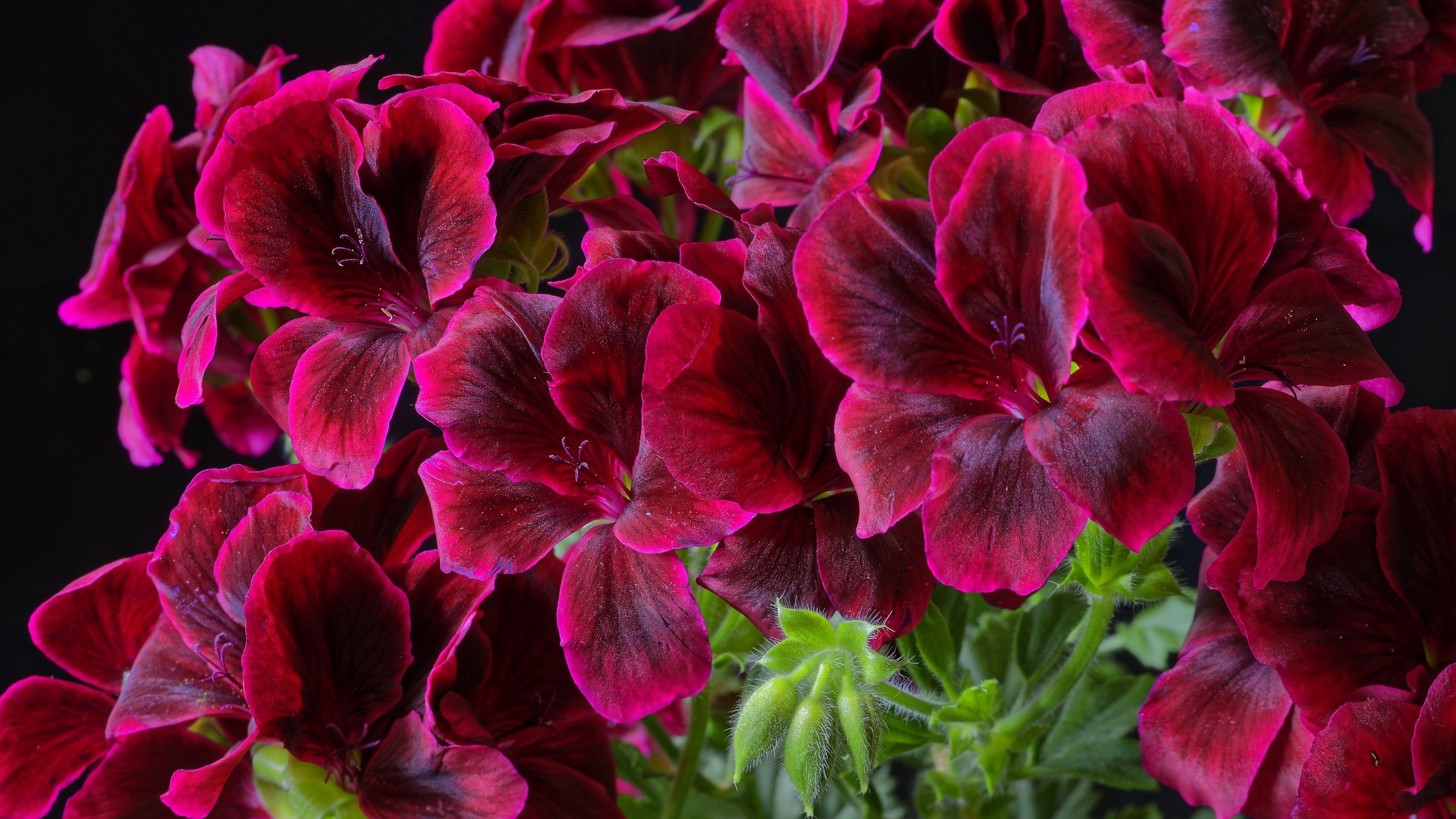 Обои цветы, макро, лепестки, герань, flowers, macro, petals, geranium разрешение 3000x2002 Загрузить