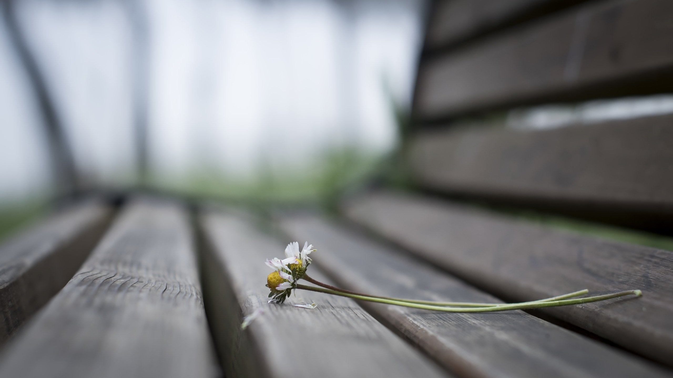 Обои цветы, фон, ромашки, скамья, flowers, background, chamomile, bench разрешение 2560x1707 Загрузить