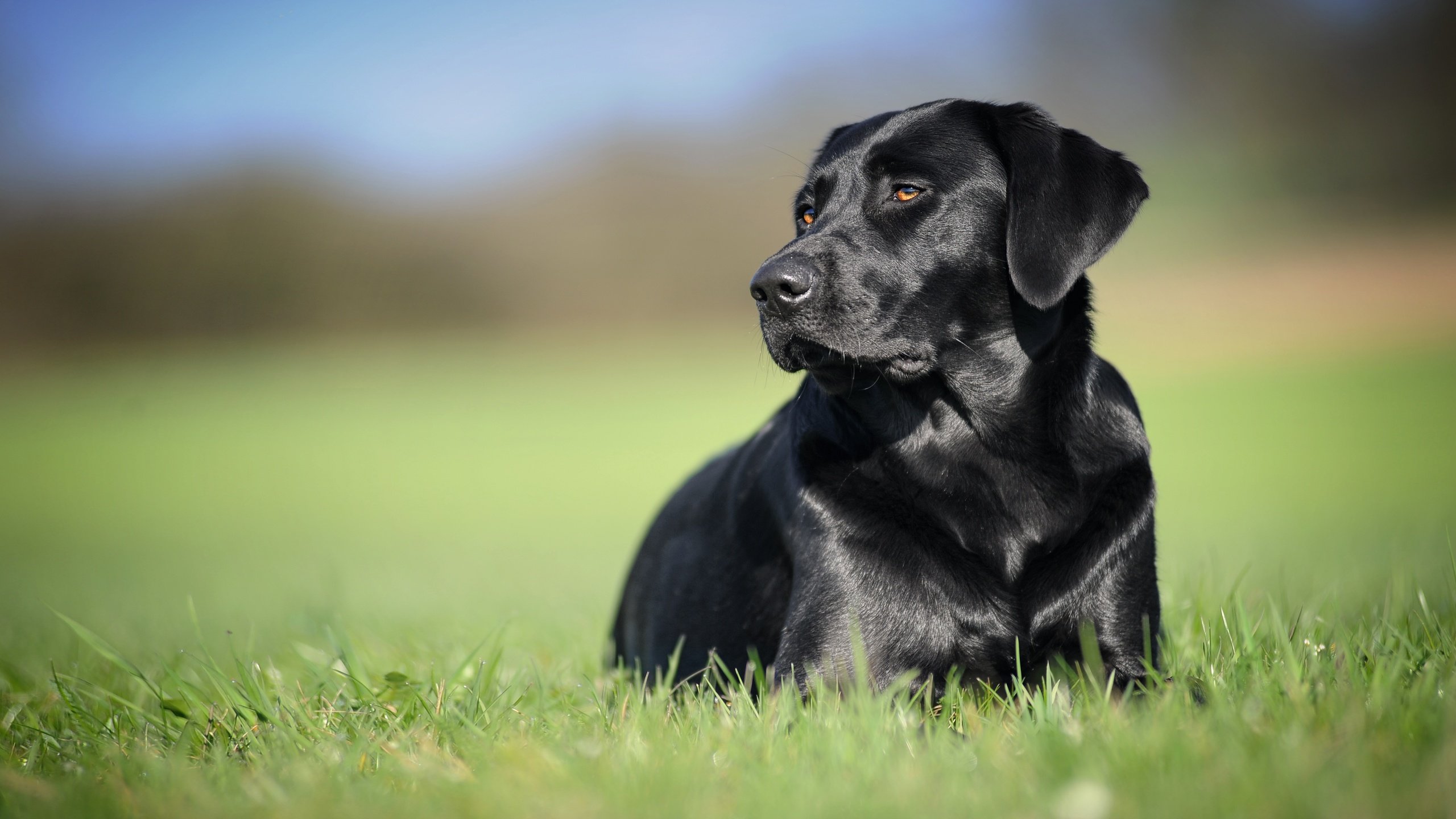 Обои трава, фон, черный, собака, лабрадор-ретривер, grass, background, black, dog, labrador retriever разрешение 5035x2832 Загрузить