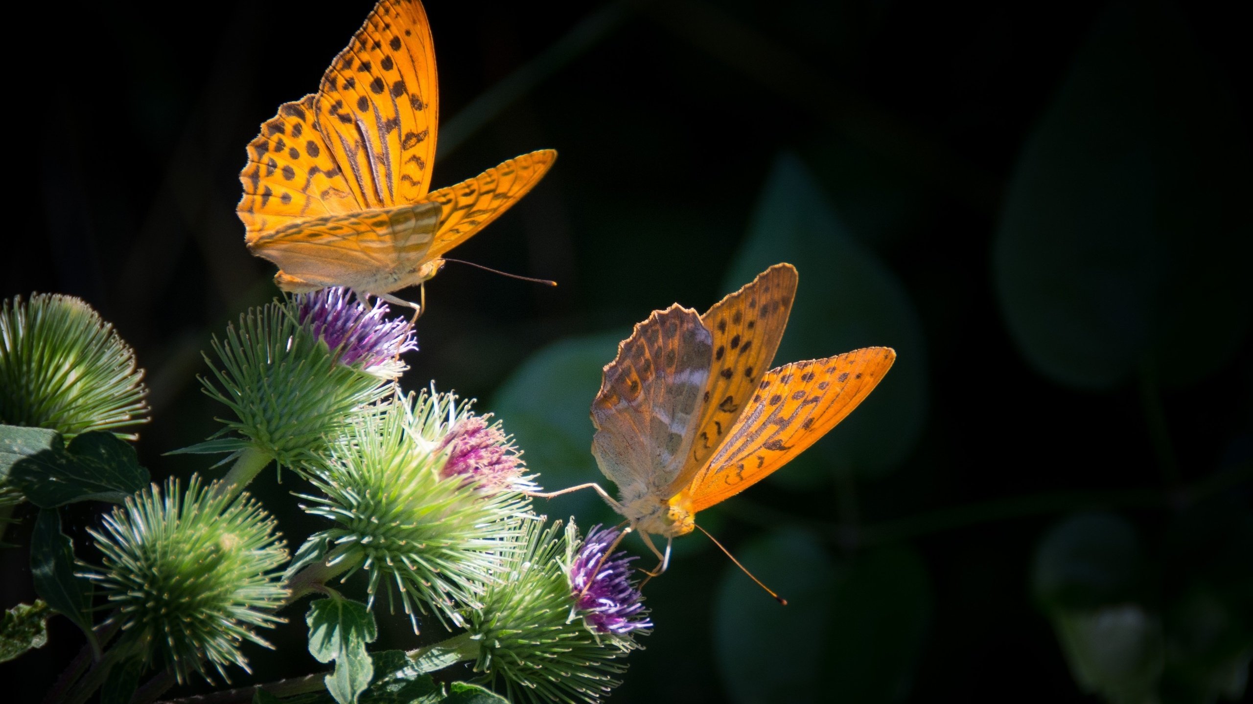 Обои природа, бабочка, насекомые, черный фон, бабочки, растение, nature, butterfly, insects, black background, plant разрешение 3161x2107 Загрузить