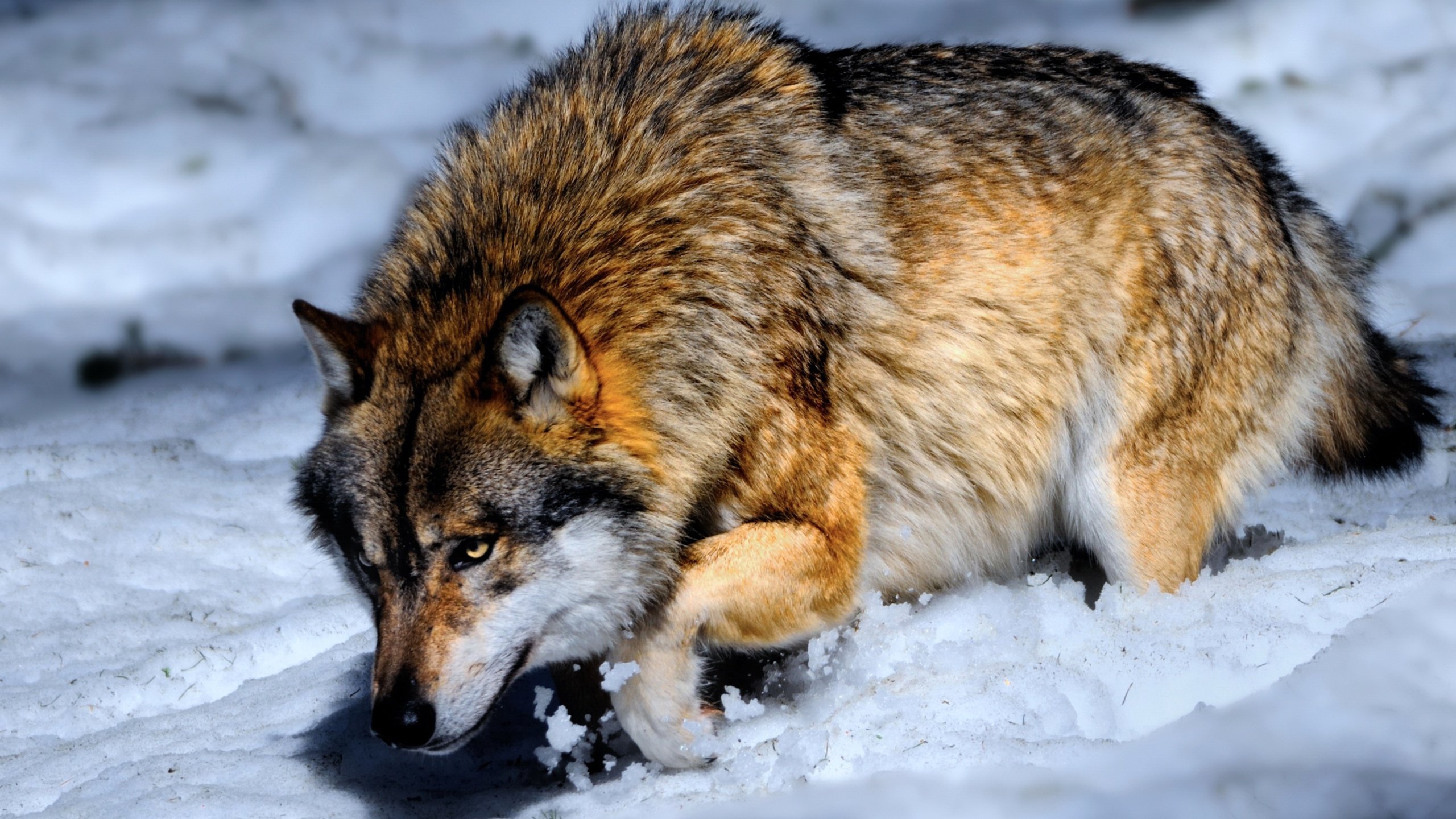 Загрузить обои снег, зима, хищник, волк, snow, winter, predator, wolf.