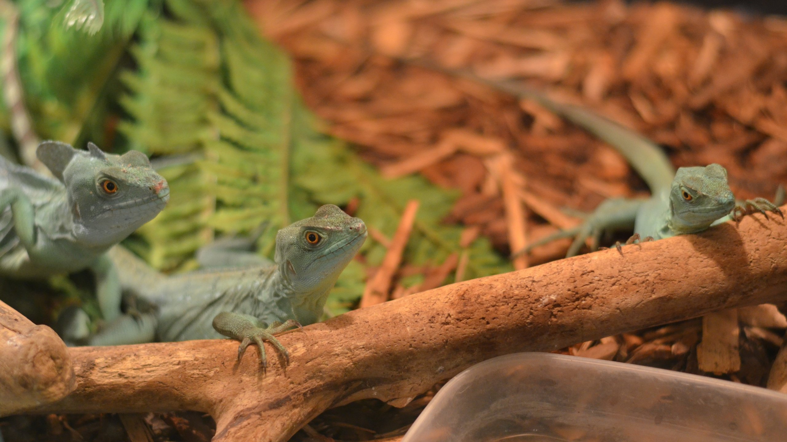 Обои ящерица, рептилия, ящерицы, экзотариум, lizard, reptile, lizards, exotarium разрешение 4928x3264 Загрузить