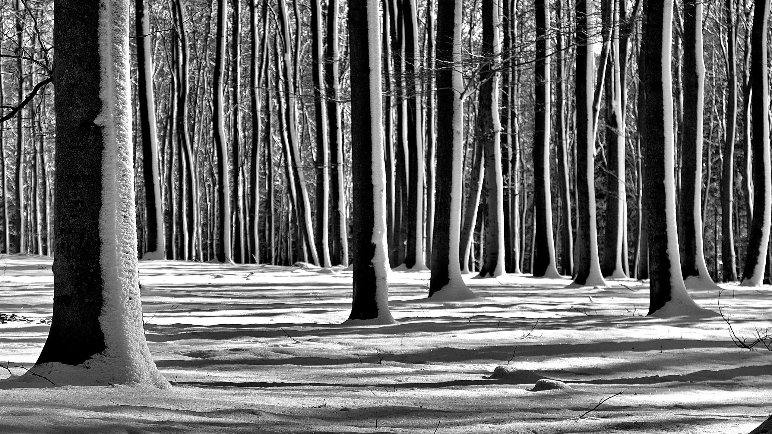 Обои деревья, снег, лес, зима, чёрно-белое, trees, snow, forest, winter, black and white разрешение 2560x1696 Загрузить