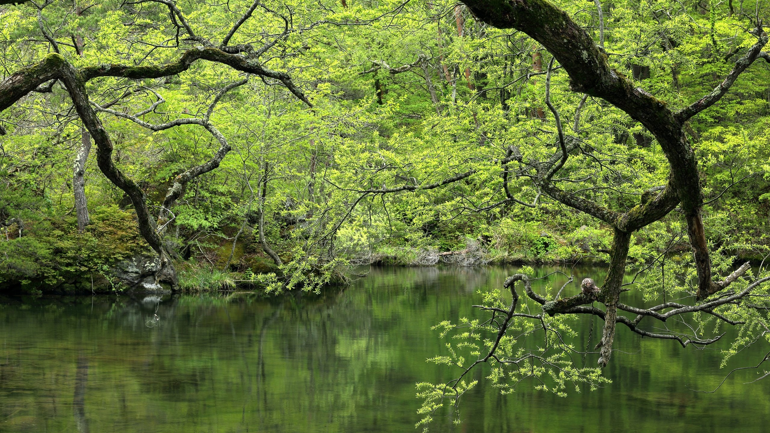 Обои деревья, вода, озеро, зелень, лес, ветки, водоем, trees, water, lake, greens, forest, branches, pond разрешение 5760x3840 Загрузить