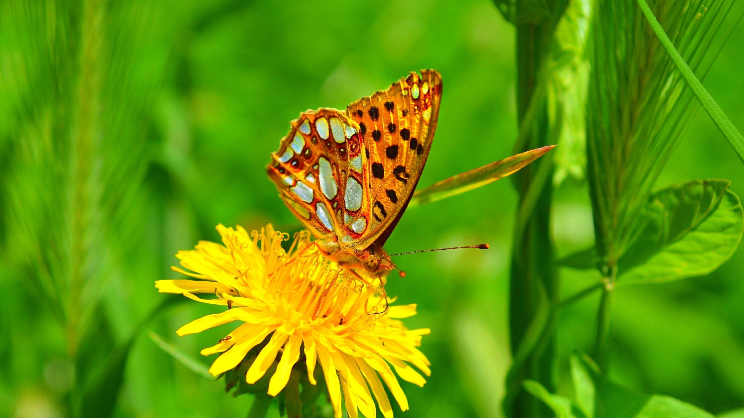 Обои желтый, макро, насекомое, цветок, бабочка, одуванчик, yellow, macro, insect, flower, butterfly, dandelion разрешение 3000x1847 Загрузить