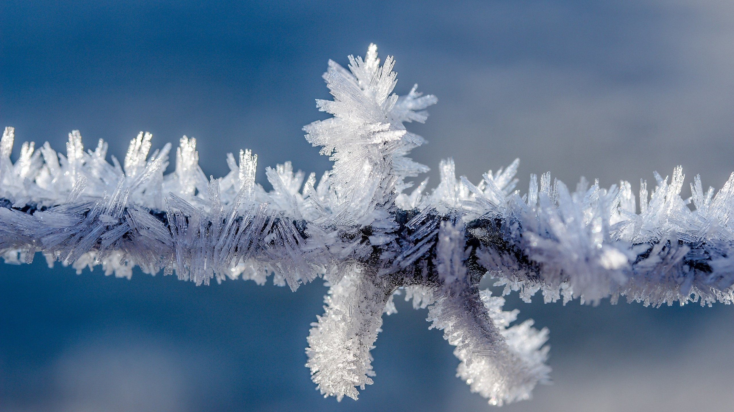 Обои природа, зима, мороз, проволока, иней, колючая проволока, провод, кристаллы, nature, winter, frost, wire, barbed wire, crystals разрешение 5184x3456 Загрузить