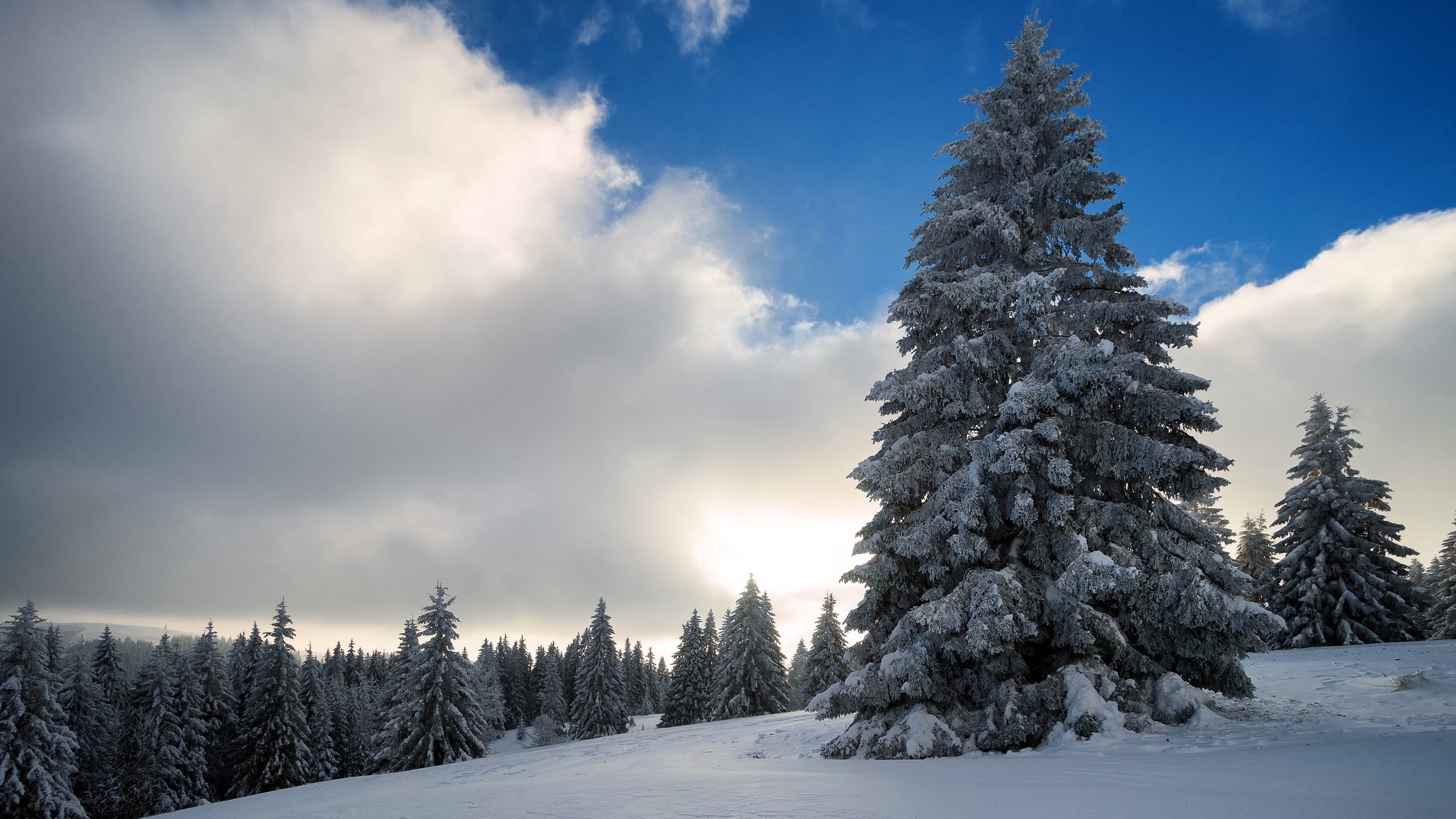 Обои небо, облака, деревья, снег, природа, зима, the sky, clouds, trees, snow, nature, winter разрешение 2560x1707 Загрузить