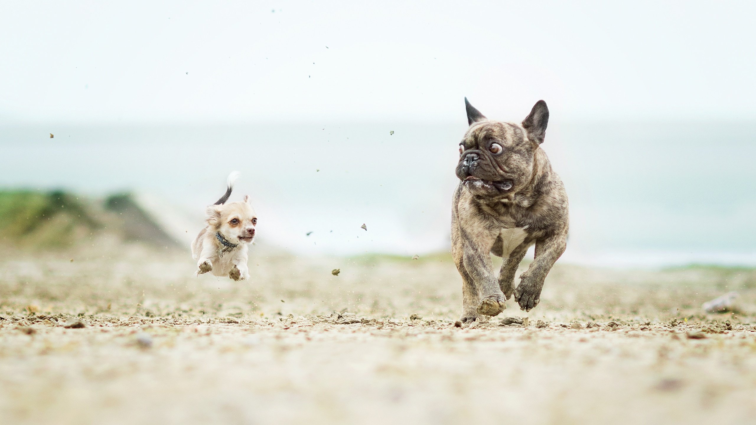 Обои бег, собаки, французский бульдог, чихуахуа, догонялки, running, dogs, french bulldog, chihuahua, catch-up разрешение 2560x1796 Загрузить