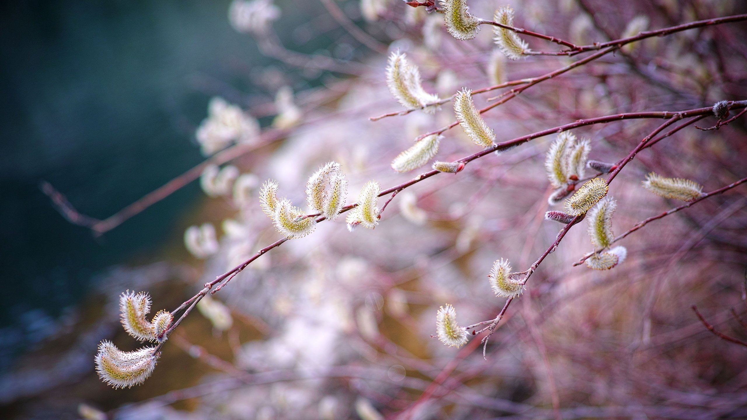 Обои ветка, природа, размытость, весна, верба, branch, nature, blur, spring, verba разрешение 4704x3136 Загрузить